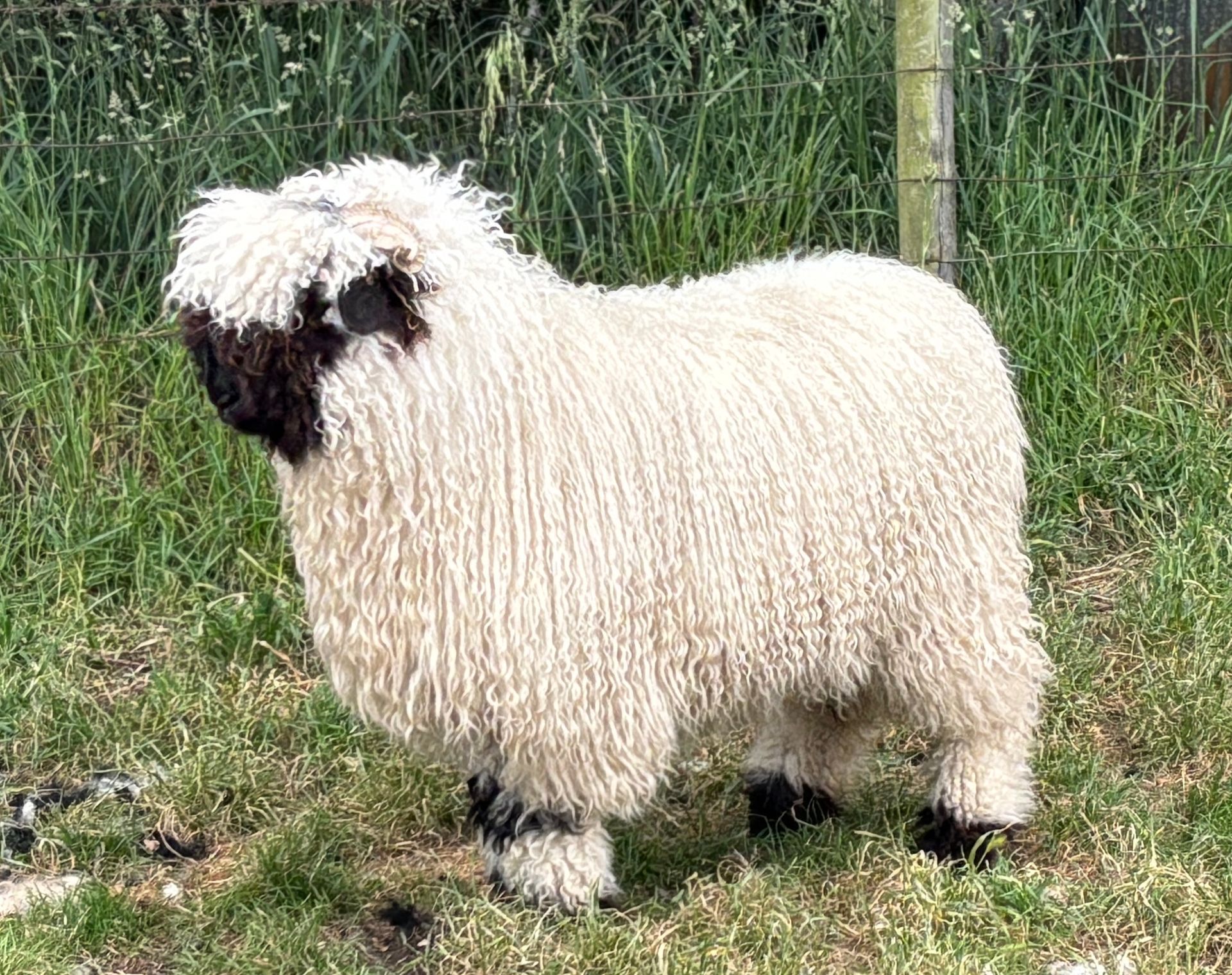 Parkdale Valais Blacknose Our Genetics Ewes Clarkson's Farm Maximum points Genetics Champion Valais Blacknose Ewe USA National Valais Blacknose Show and Sale 