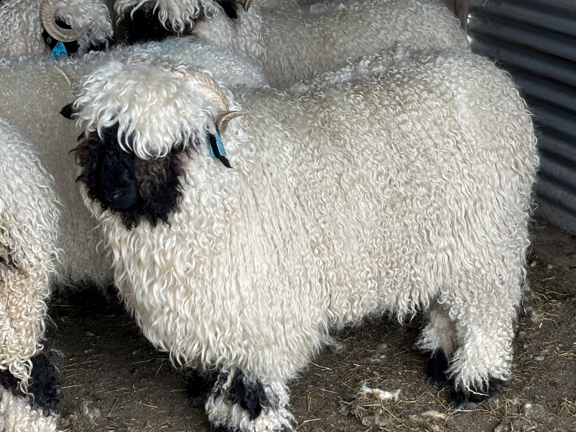 Parkdale Valais Blacknose Our Genetics Ewes Clarkson's Farm Maximum points Genetics Supreme Champion Valais Blacknose Ewe USA National Valais Blacknose Show and Sale 