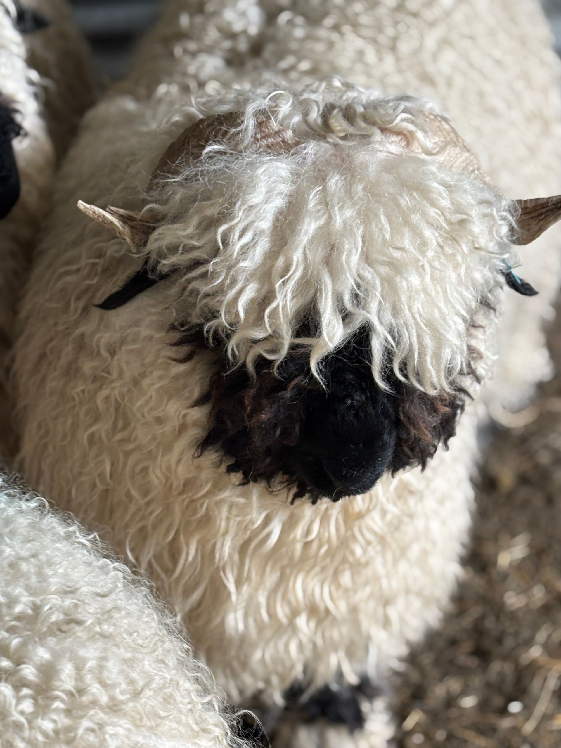 Parkdale Valais Blacknose Our Genetics Ewes Clarkson's Farm Maximum points Genetics Supreme Champion Valais Blacknose Ewe USA National Valais Blacknose Show and Sale 