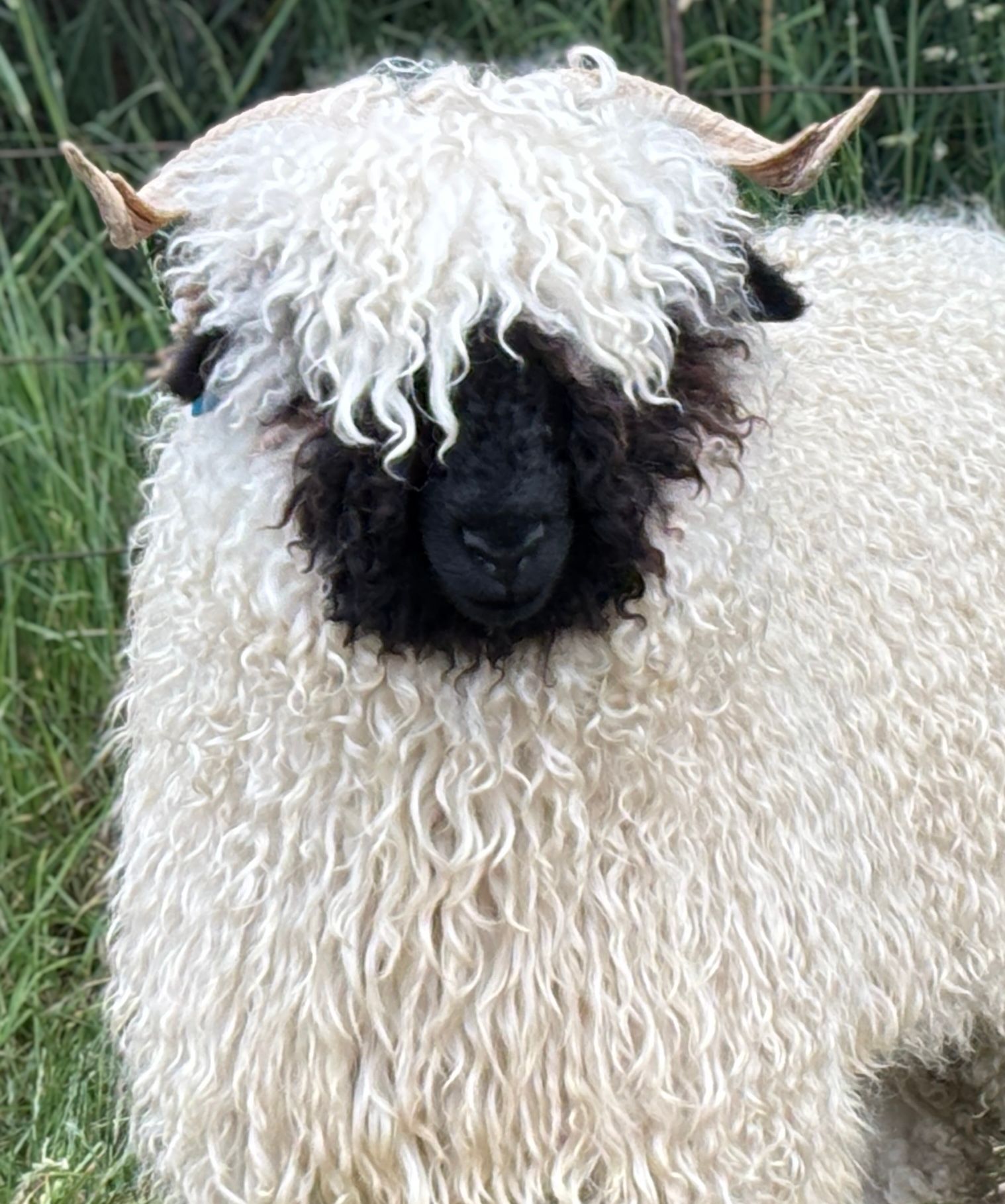 Parkdale Valais Blacknose Our Genetics Ewes Clarkson's Farm Maximum points Genetics Champion Valais Blacknose Ewe USA National Valais Blacknose Show and Sale 