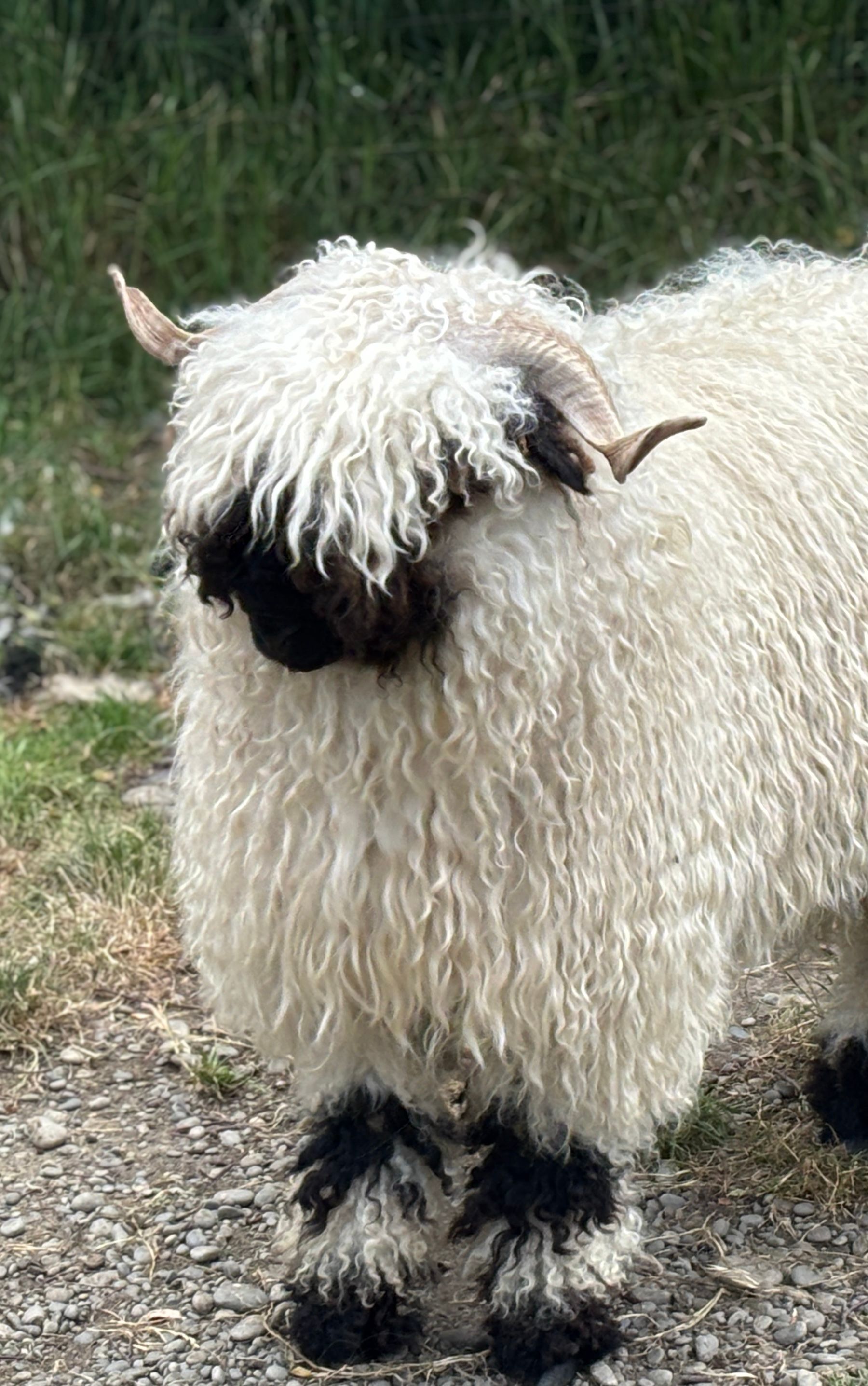 Parkdale Valais Blacknose Our Genetics Ewes Clarkson's Farm Maximum points Genetics Supreme Champion Valais Blacknose Ewe USA National Valais Blacknose Show and Sale 
