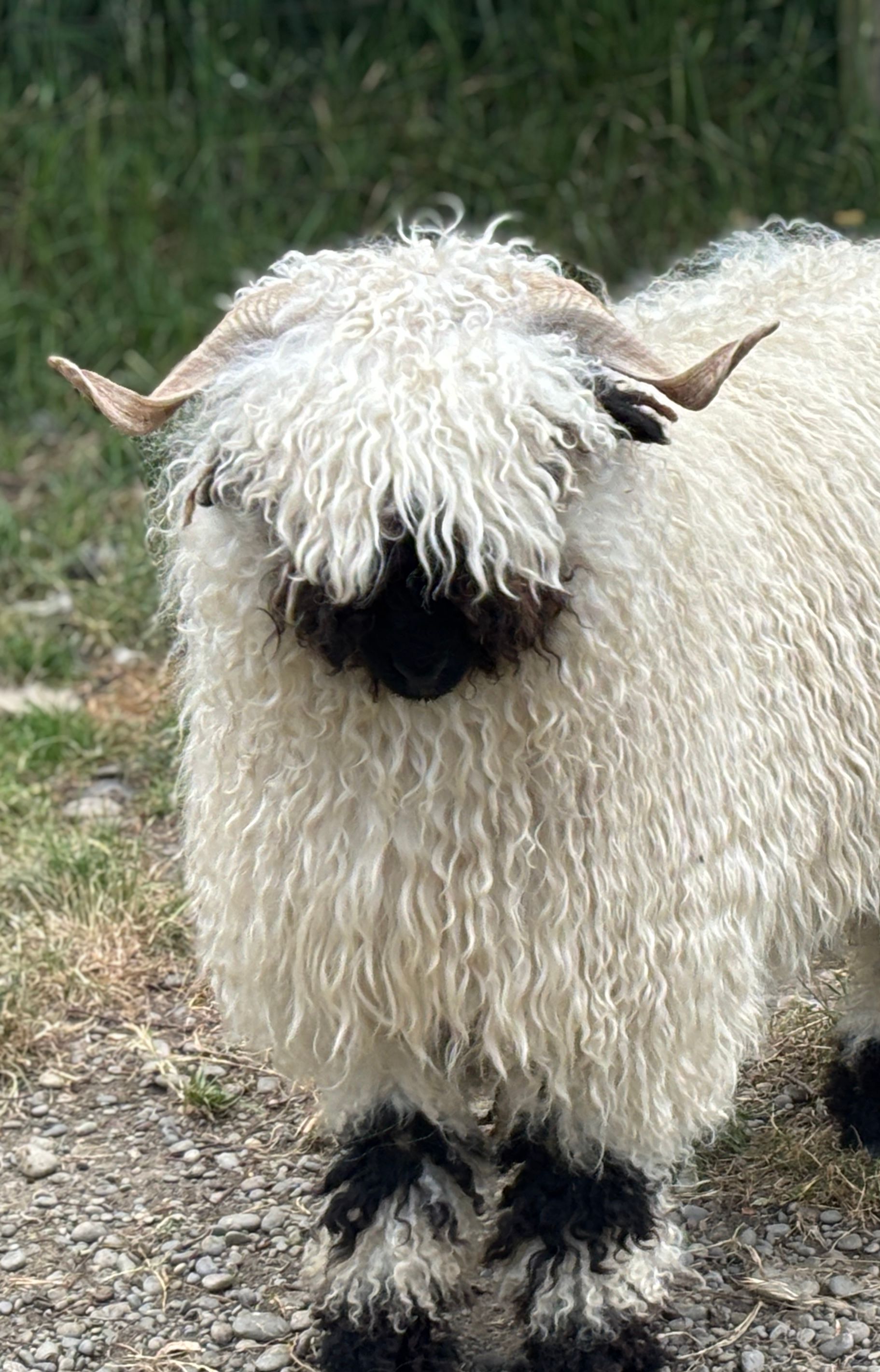 Parkdale Valais Blacknose Our Genetics Ewes Clarkson's Farm Maximum points Genetics Supreme Champion Valais Blacknose Ewe USA National Valais Blacknose Show and Sale 