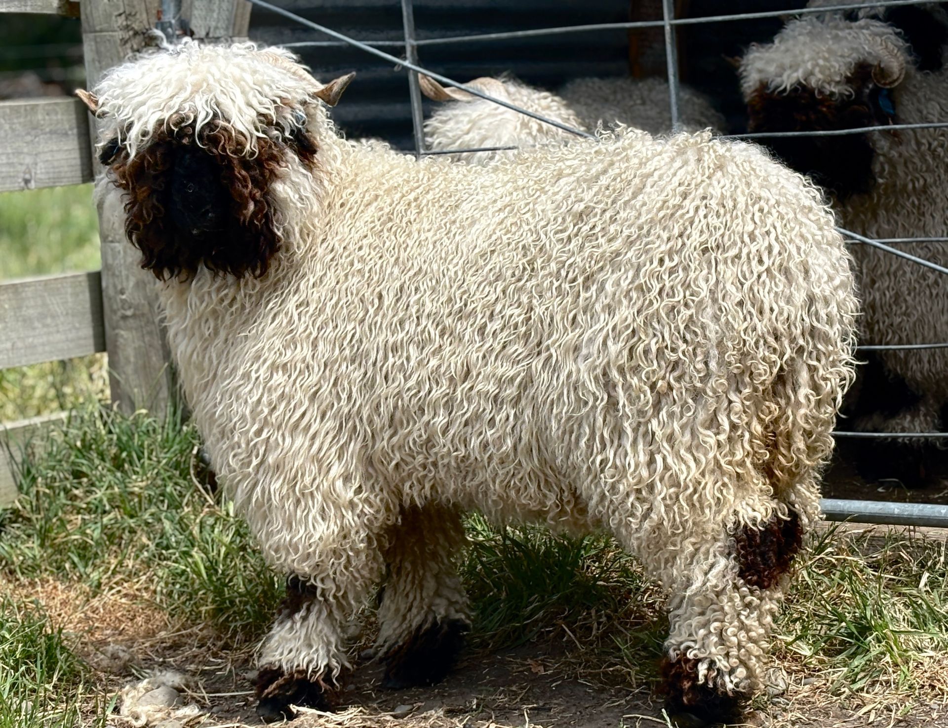 Parkdale Valais Blacknose Our Genetics Ewes Clarkson's Farm Maximum points Genetics Supreme Champion Valais Blacknose Ewe USA National Valais Blacknose Show and Sale 