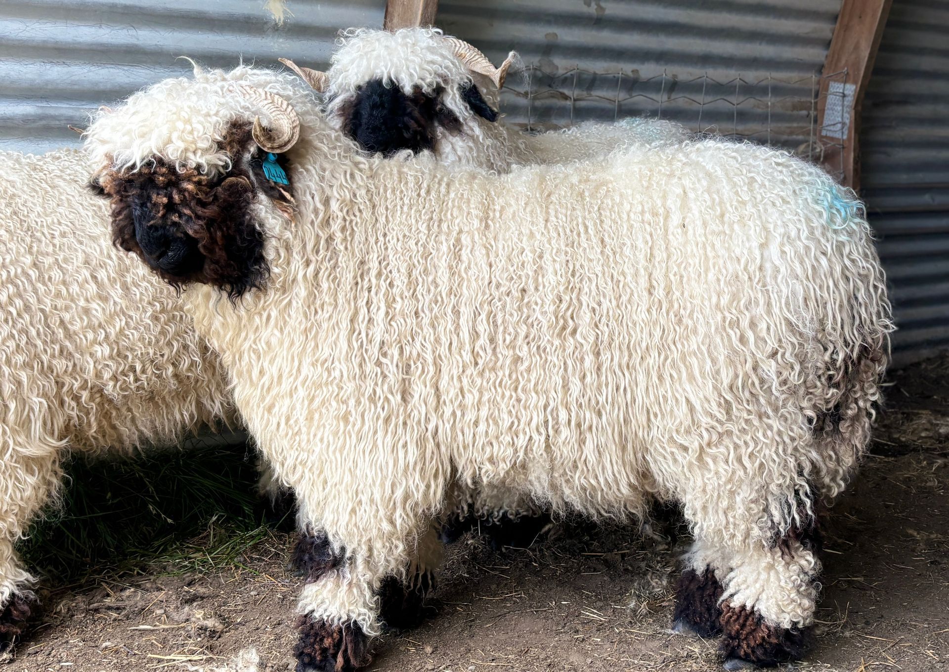 Parkdale Valais Blacknose Our Genetics Ewes Clarkson's Farm Maximum points Genetics Supreme Champion Valais Blacknose Ewe USA National Valais Blacknose Show and Sale 