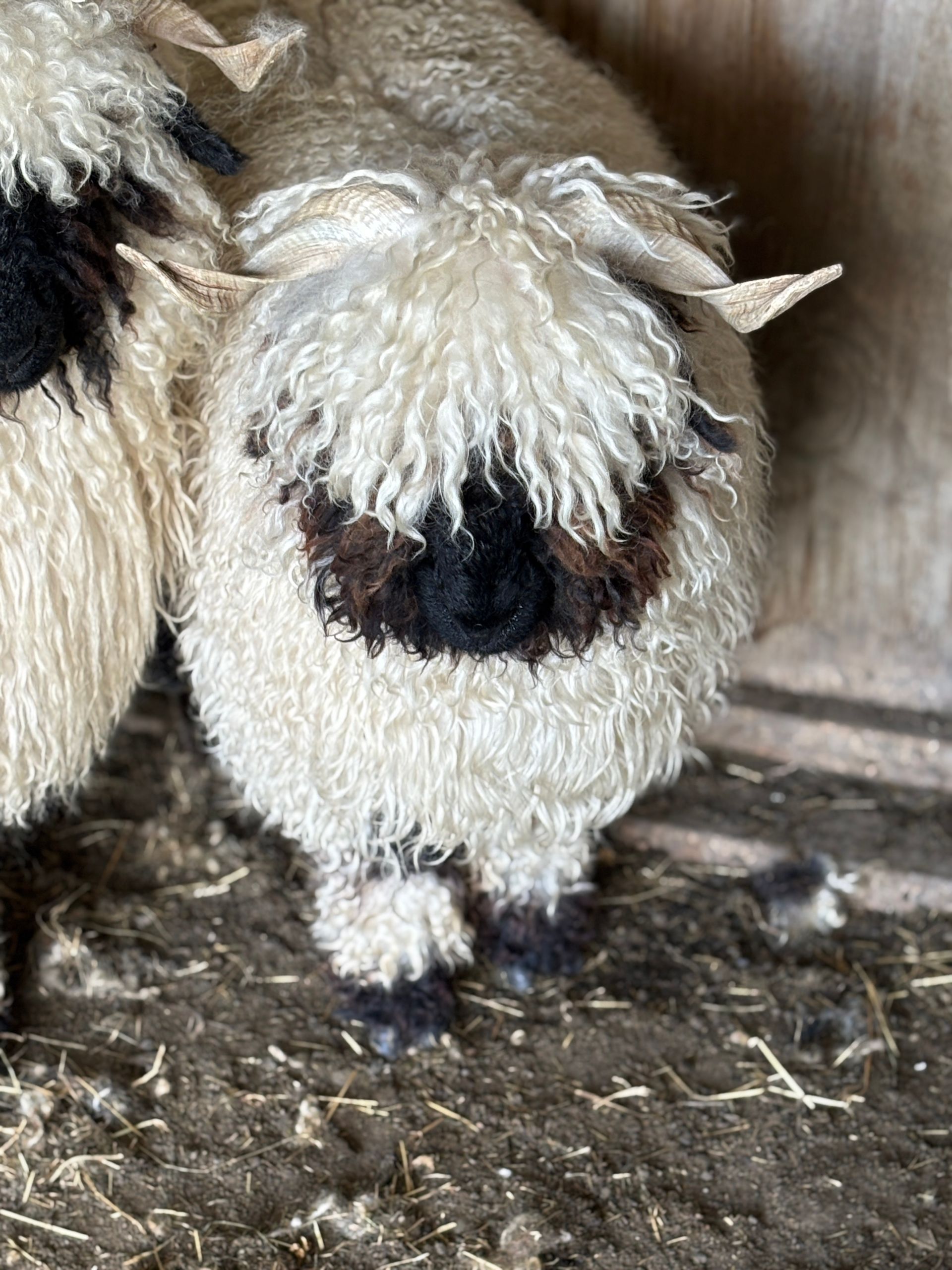 Parkdale Valais Blacknose Our Genetics Ewes Clarkson's Farm Maximum points Genetics Supreme Champion Valais Blacknose Ewe USA National Valais Blacknose Show and Sale 