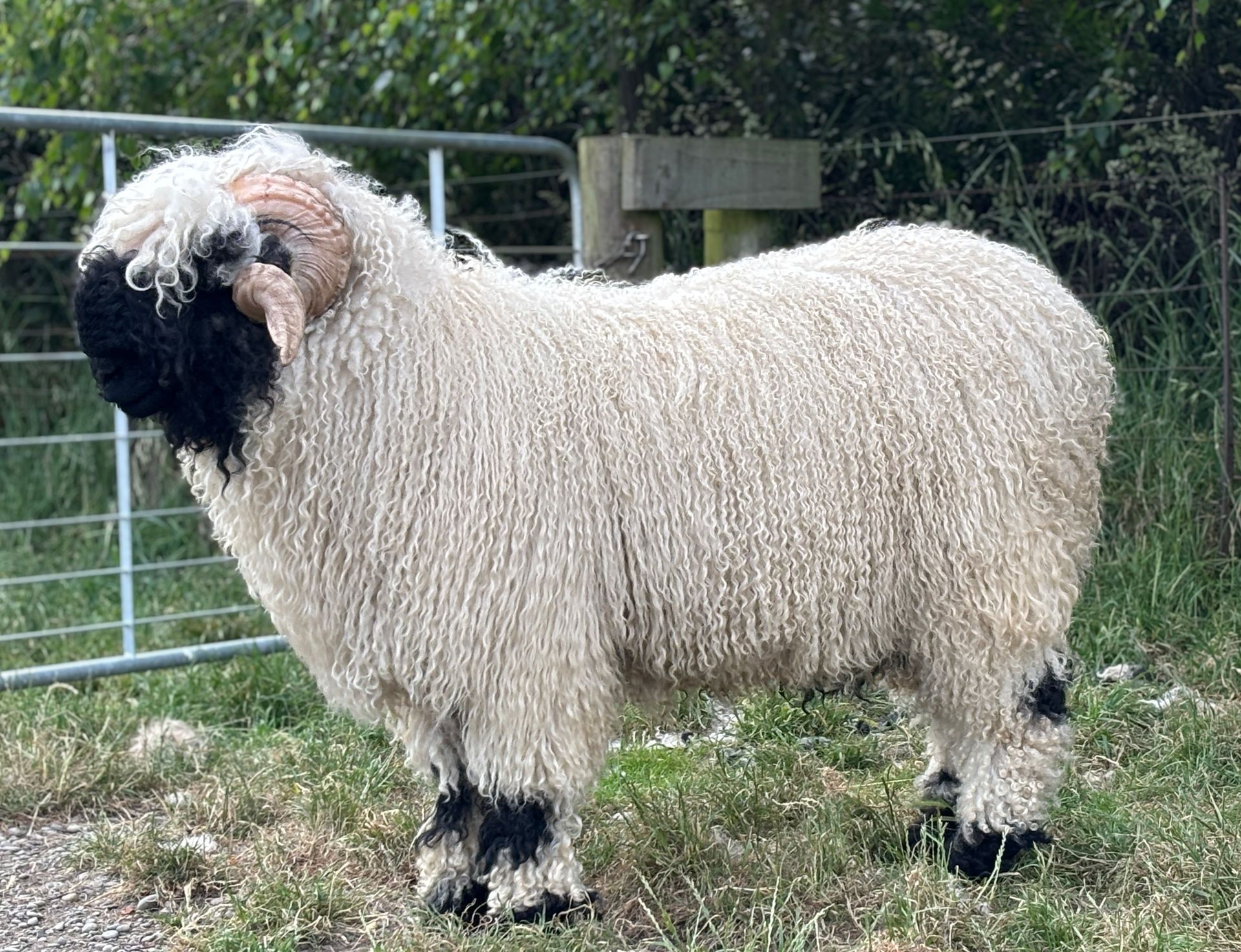 Parkdale Valais Blacknose Rams Parkdale Harley Clarkson's Farm Maximum points Genetics Supreme Champion Valais Blacknose Ram USA National Valais Blacknose Show and Sale