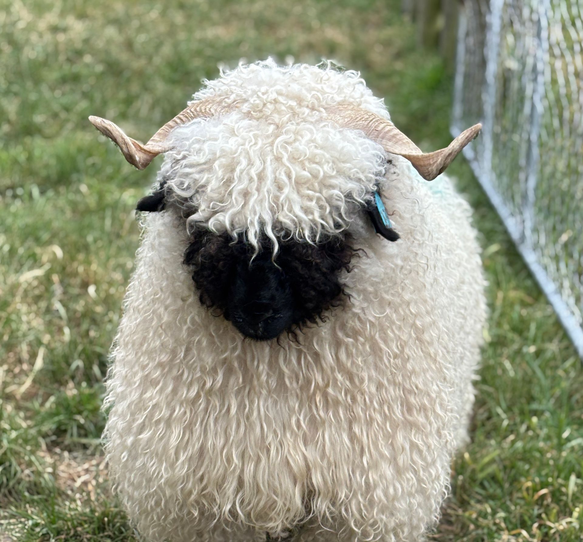 Parkdale Valais Blacknose Our Genetics Ewes Clarkson's Farm Maximum points Genetics Champion Valais Blacknose Ewe USA National Valais Blacknose Show and Sale 