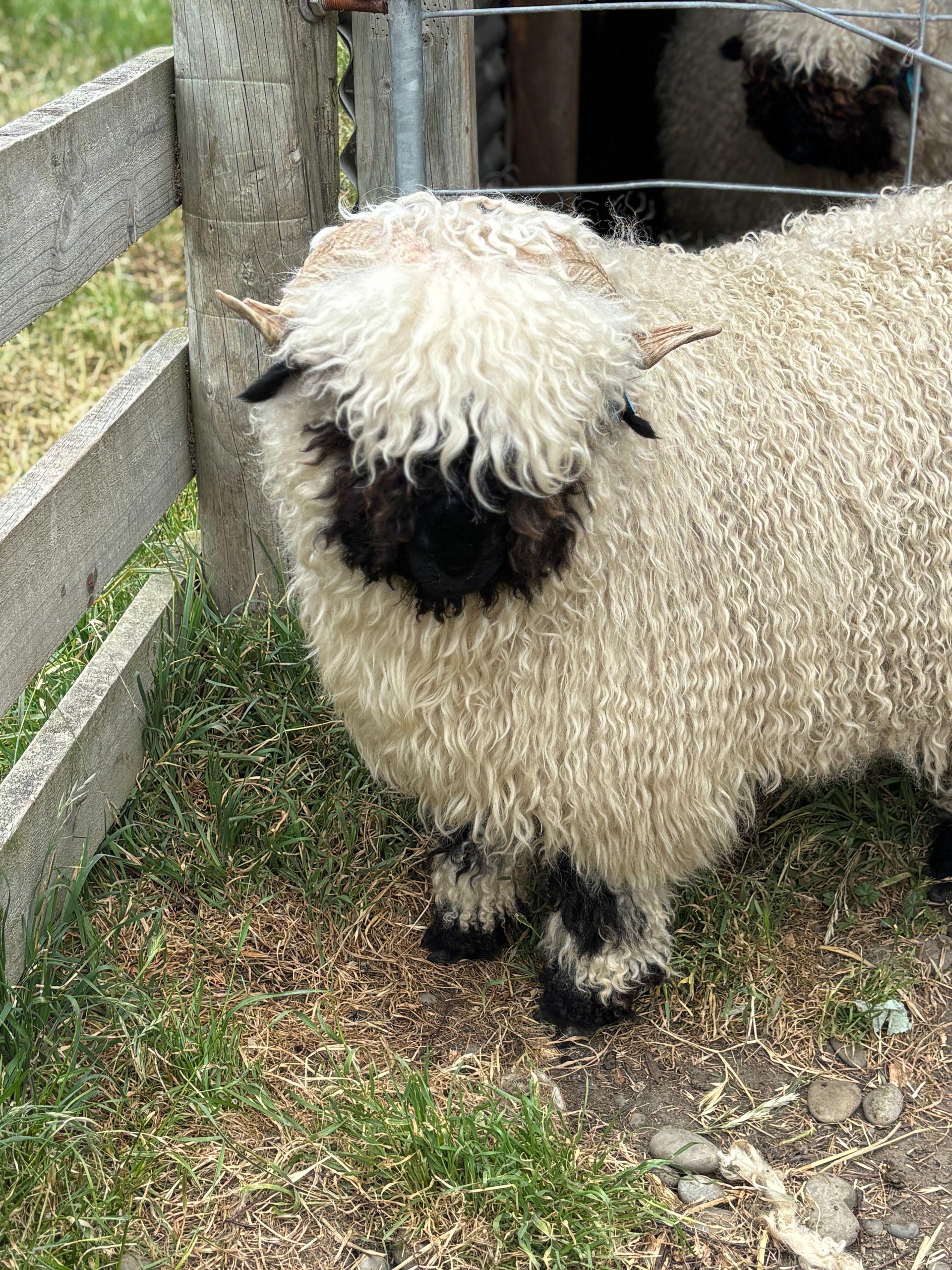 Parkdale Valais Blacknose Our Genetics Ewes Clarkson's Farm Maximum points Genetics Supreme Champion Valais Blacknose Ewe USA National Valais Blacknose Show and Sale 