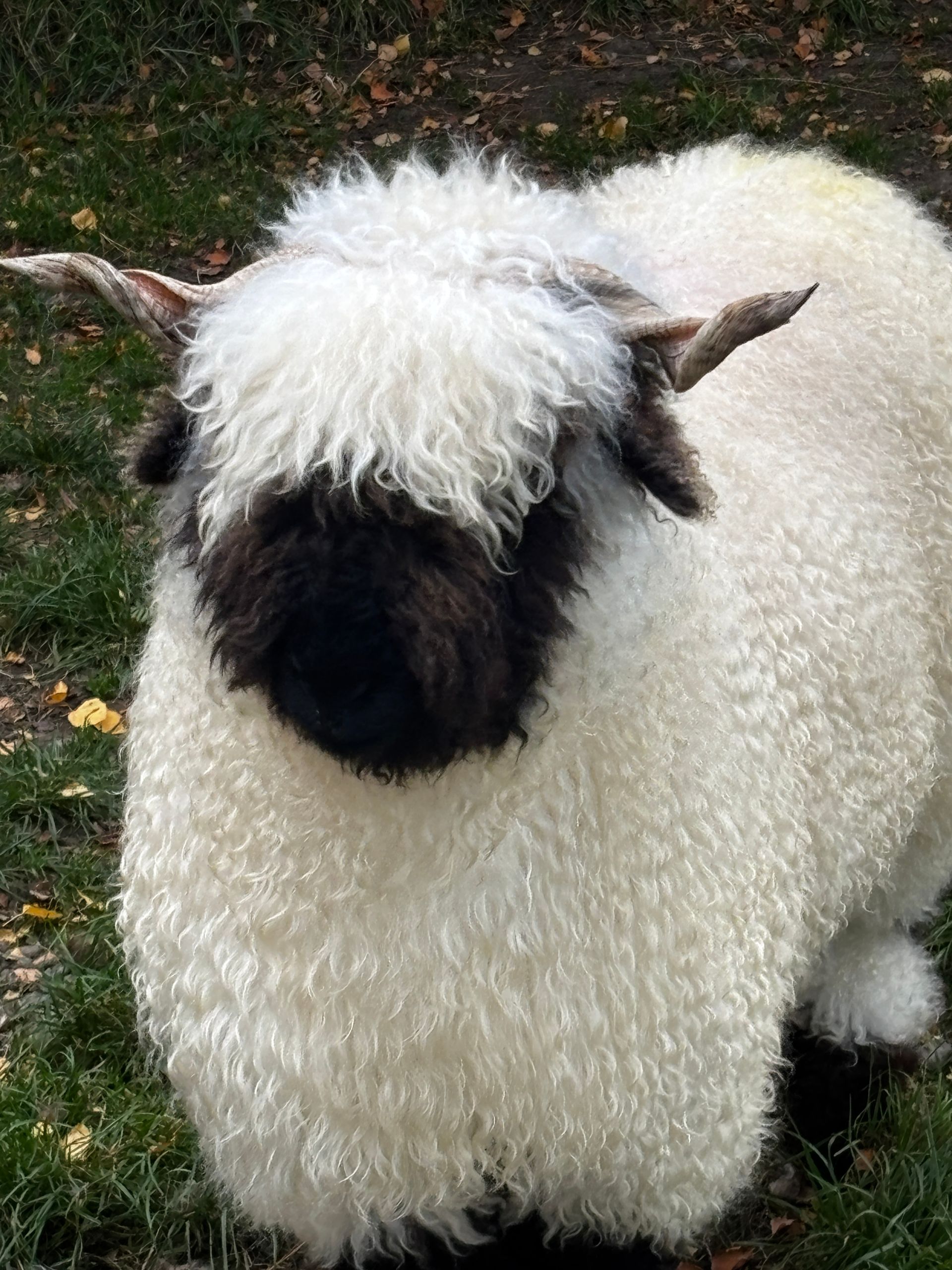 Parkdale Valais Blacknose Our Genetics Ewes Clarkson's Farm Maximum points Genetics Supreme Champion Valais Blacknose Ewe USA National Valais Blacknose Show and Sale 
