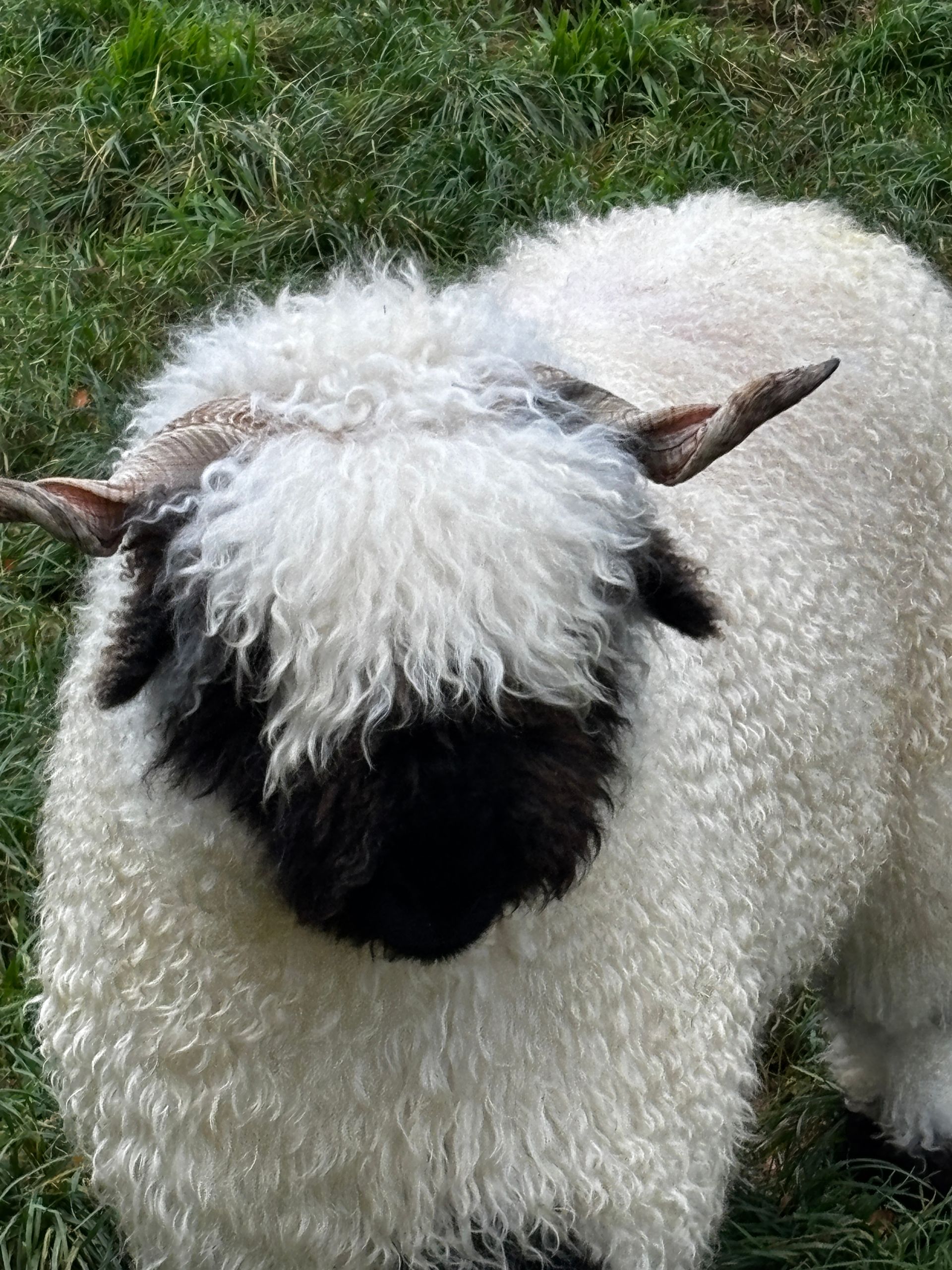 Parkdale Valais Blacknose Our Genetics Ewes Clarkson's Farm Maximum points Genetics Supreme Champion Valais Blacknose Ewe USA National Valais Blacknose Show and Sale 