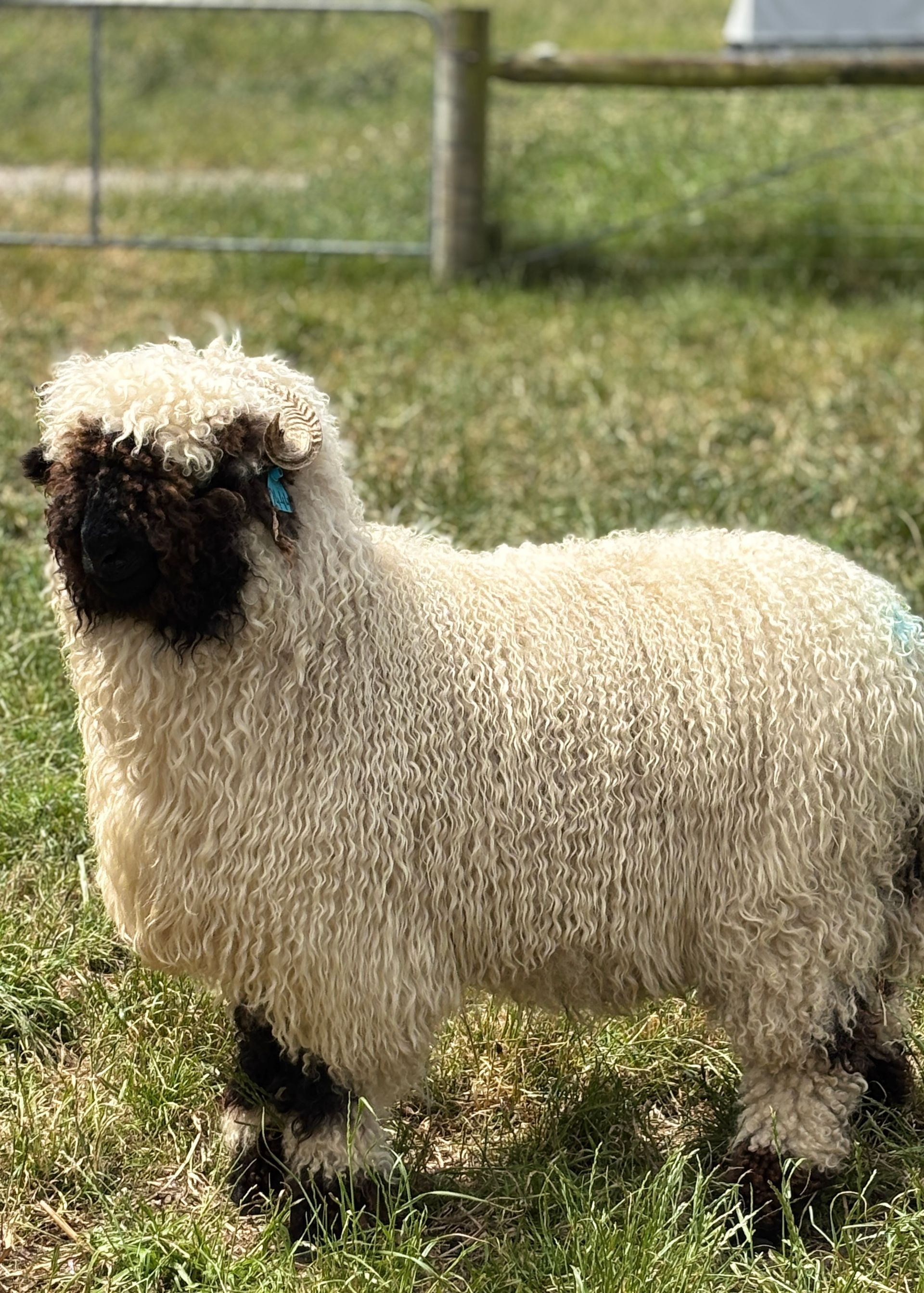 Parkdale Valais Blacknose Our Genetics Ewes Clarkson's Farm Maximum points Genetics Supreme Champion Valais Blacknose Ewe USA National Valais Blacknose Show and Sale 