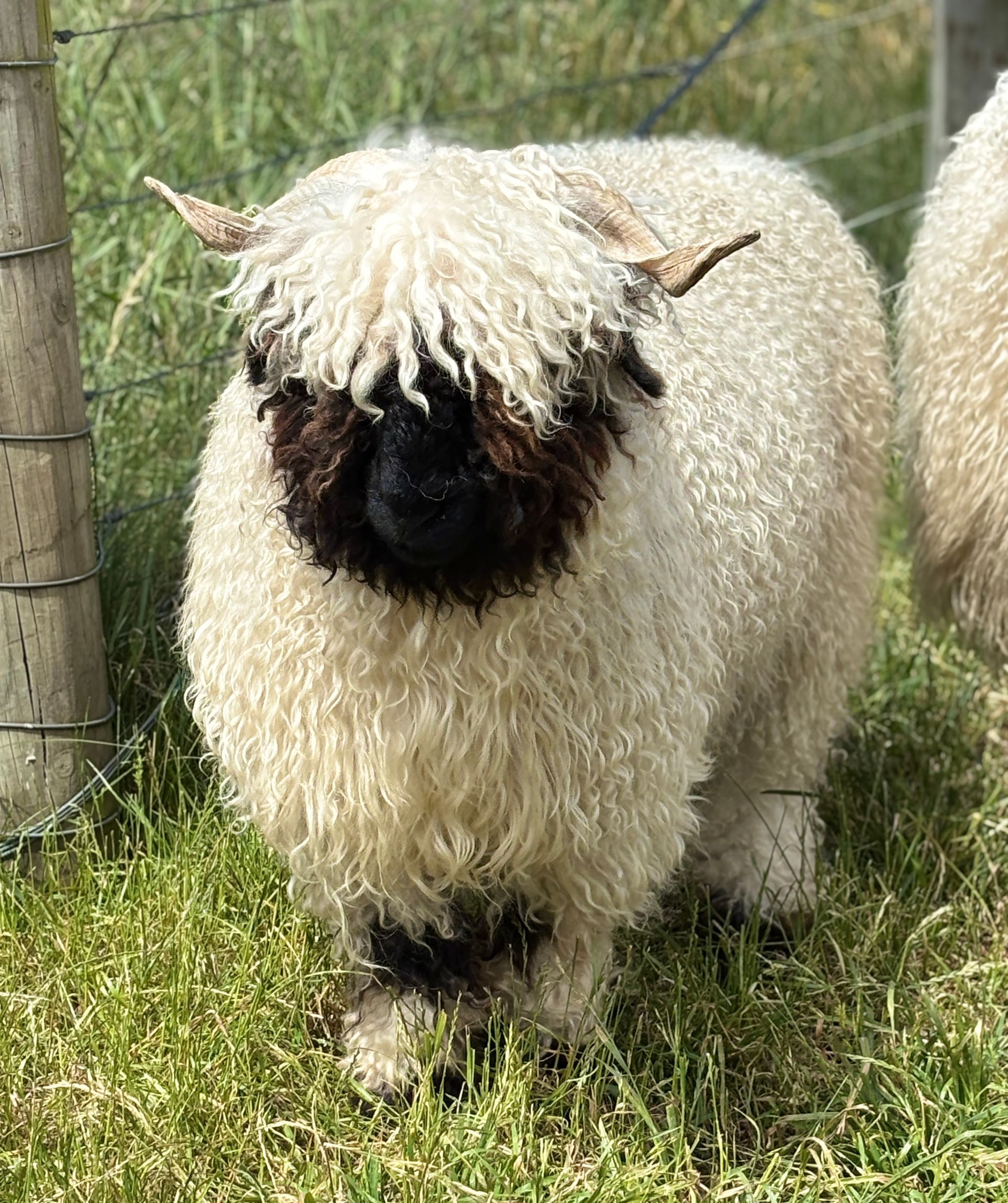 Parkdale Valais Blacknose Our Genetics Ewes Clarkson's Farm Maximum points Genetics Supreme Champion Valais Blacknose Ewe USA National Valais Blacknose Show and Sale 