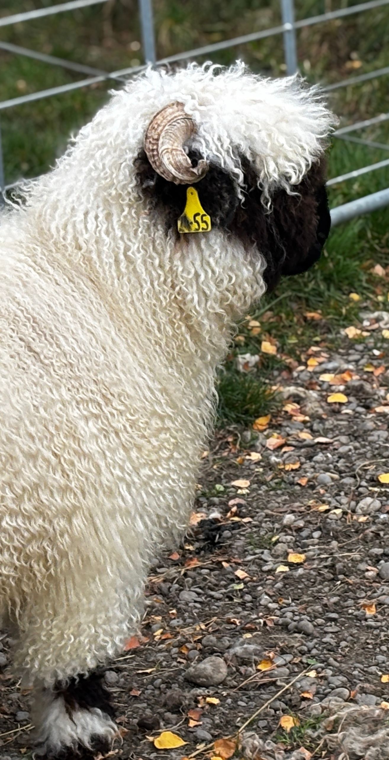 Parkdale Valais Blacknose Our Genetics Ewes Clarkson's Farm Maximum points Genetics Supreme Champion Valais Blacknose Ewe USA National Valais Blacknose Show and Sale 