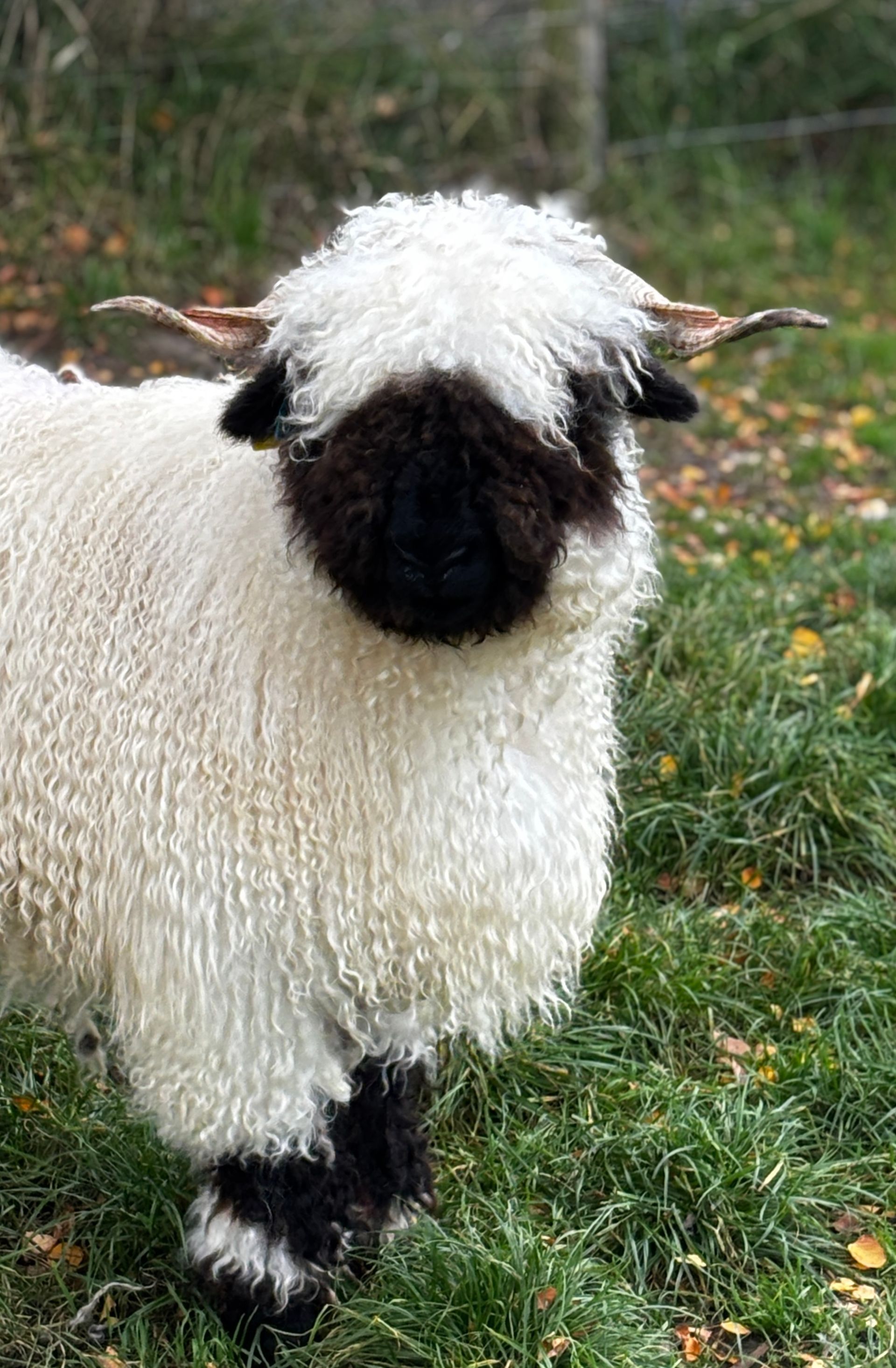 Parkdale Valais Blacknose Our Genetics Ewes Clarkson's Farm Maximum points Genetics Supreme Champion Valais Blacknose Ewe USA National Valais Blacknose Show and Sale 