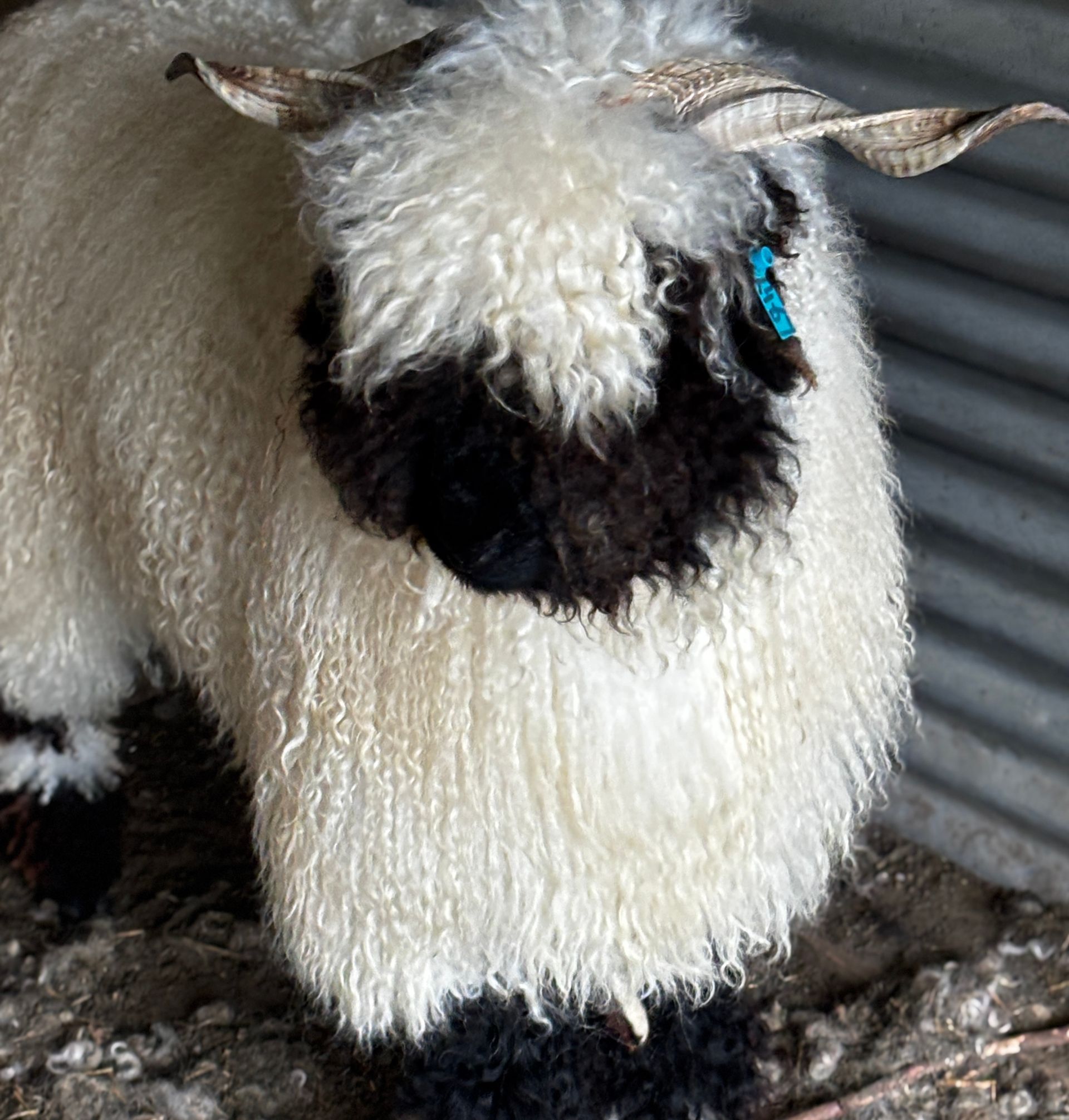 Parkdale Valais Blacknose Our Genetics Ewes Clarkson's Farm Maximum points Genetics Supreme Champion Valais Blacknose Ewe USA National Valais Blacknose Show and Sale 