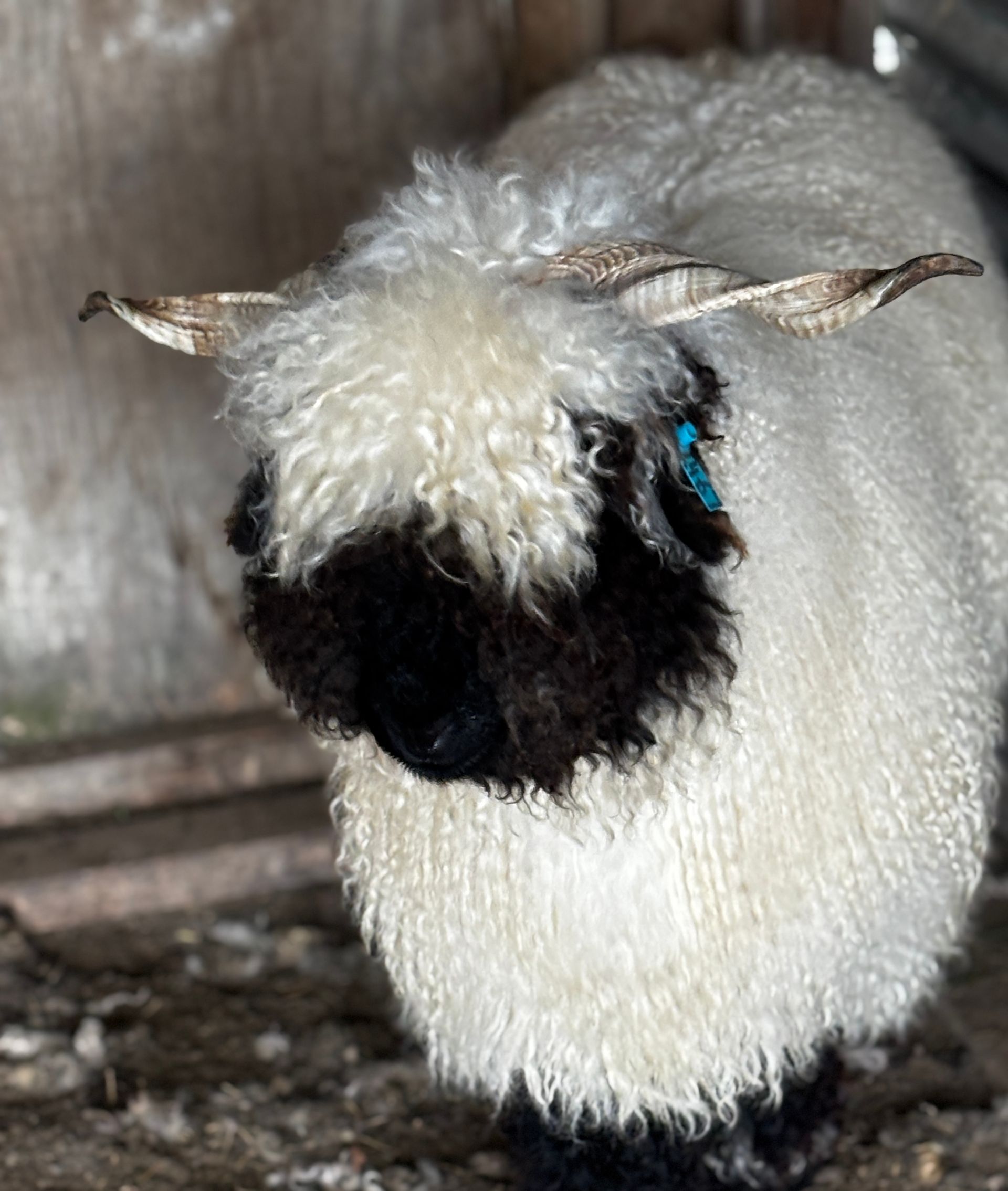 Parkdale Valais Blacknose Our Genetics Ewes Clarkson's Farm Maximum points Genetics Supreme Champion Valais Blacknose Ewe USA National Valais Blacknose Show and Sale 