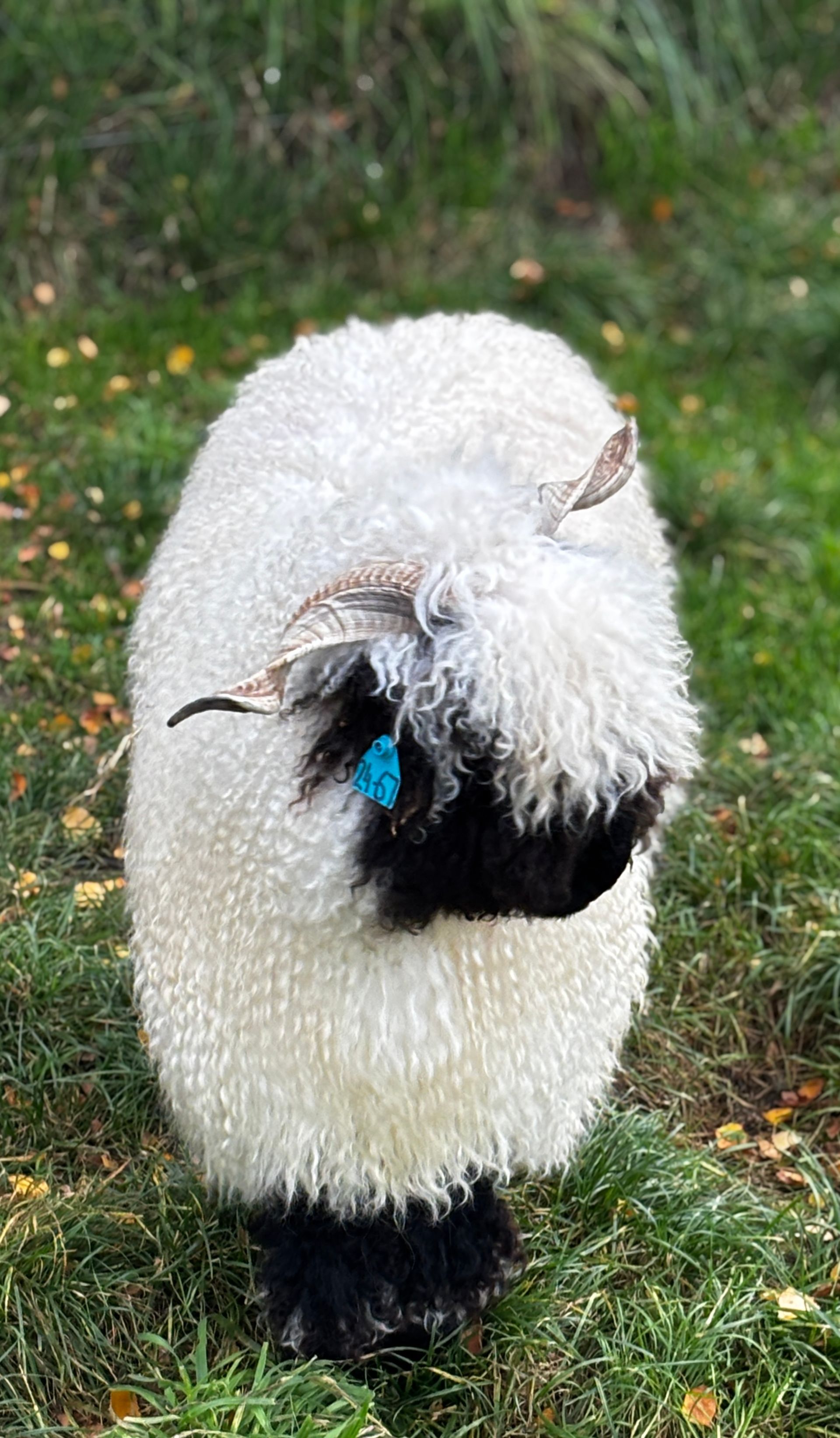 Parkdale Valais Blacknose Our Genetics Ewes Clarkson's Farm Maximum points Genetics Supreme Champion Valais Blacknose Ewe USA National Valais Blacknose Show and Sale 