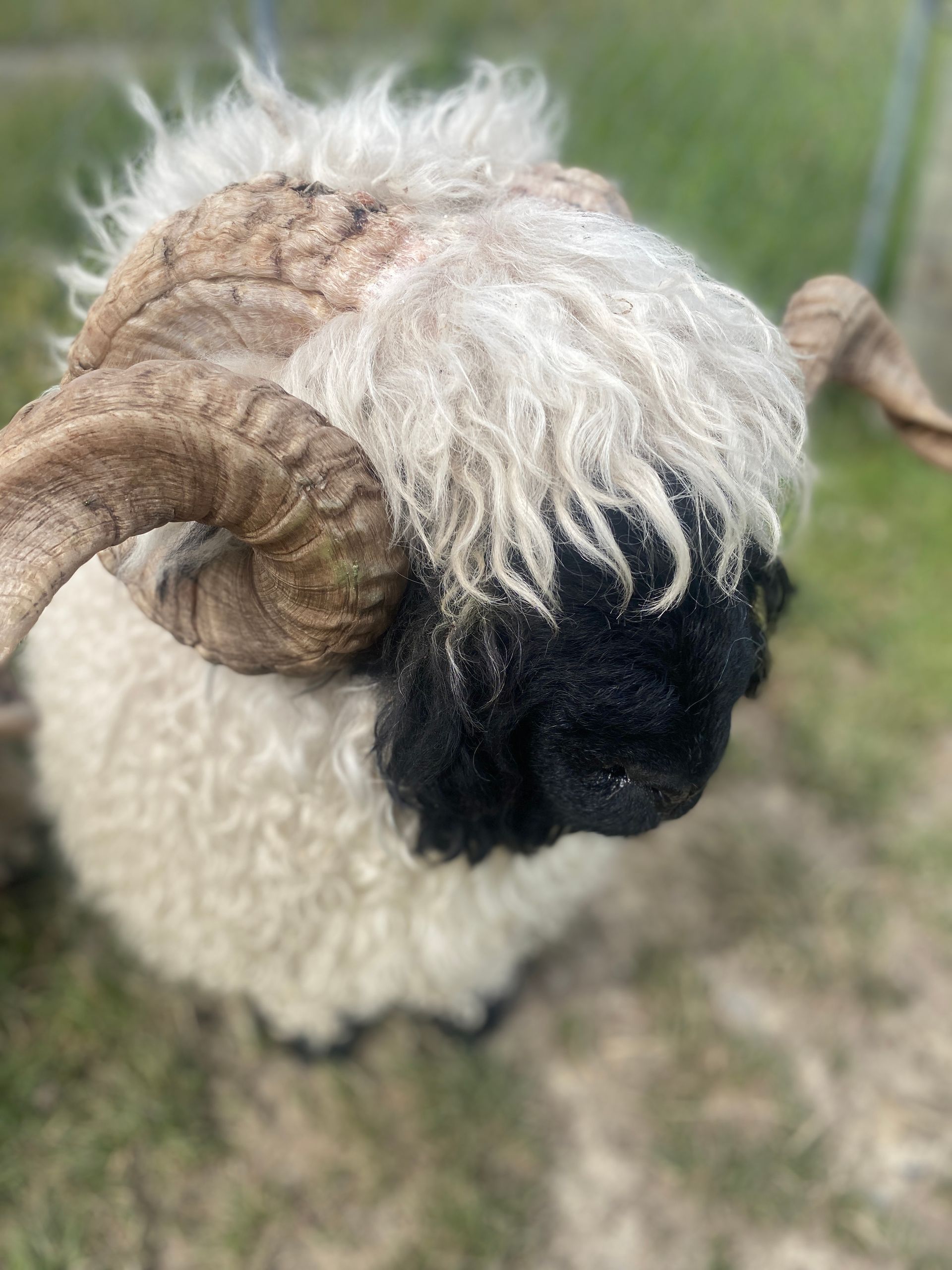 Highland Isa Parkdale Valais Blacknose Rams Clarkson's Farm Maximum points Genetics Supreme Champion Valais Blacknose Ram USA National Valais Blacknose Show and Sale