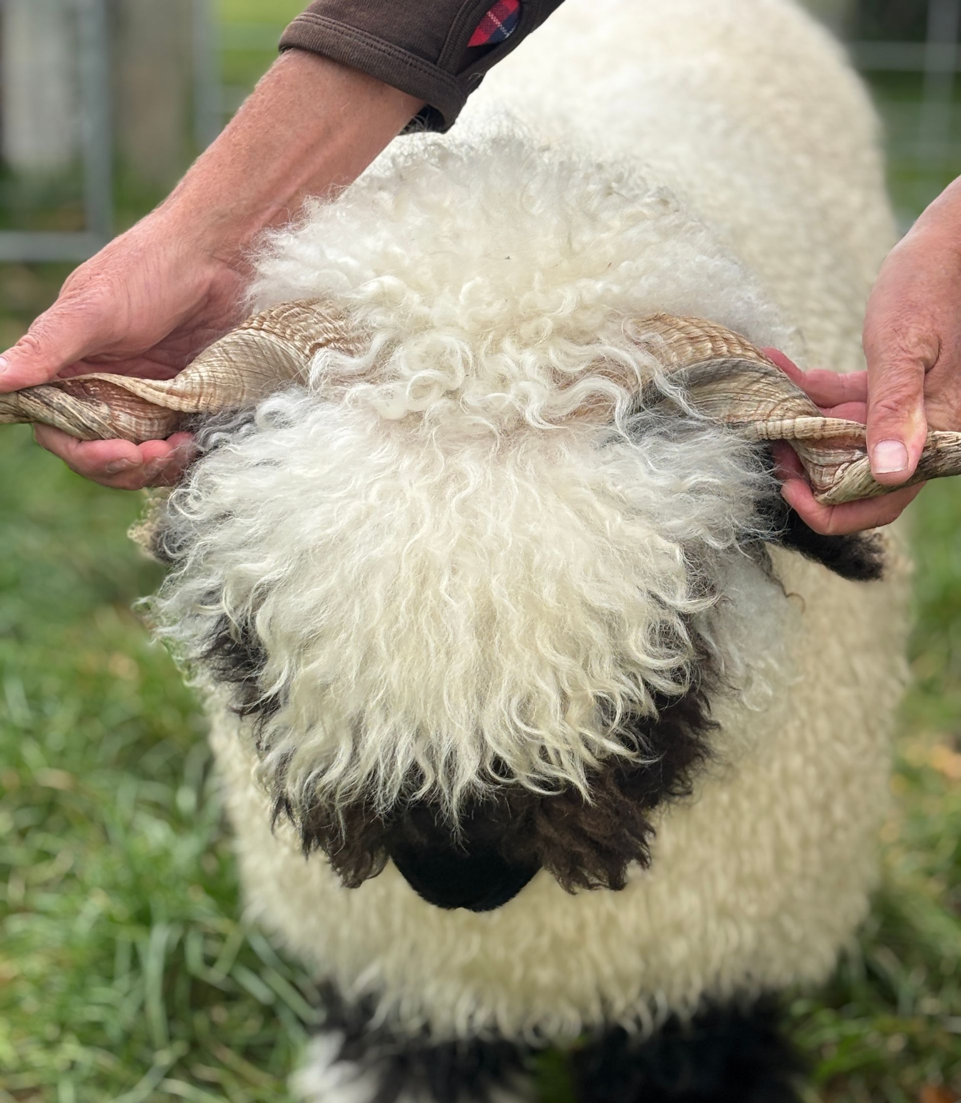Parkdale Valais Blacknose Our Genetics Ewes Clarkson's Farm Maximum points Genetics Supreme Champion Valais Blacknose Ewe USA National Valais Blacknose Show and Sale 