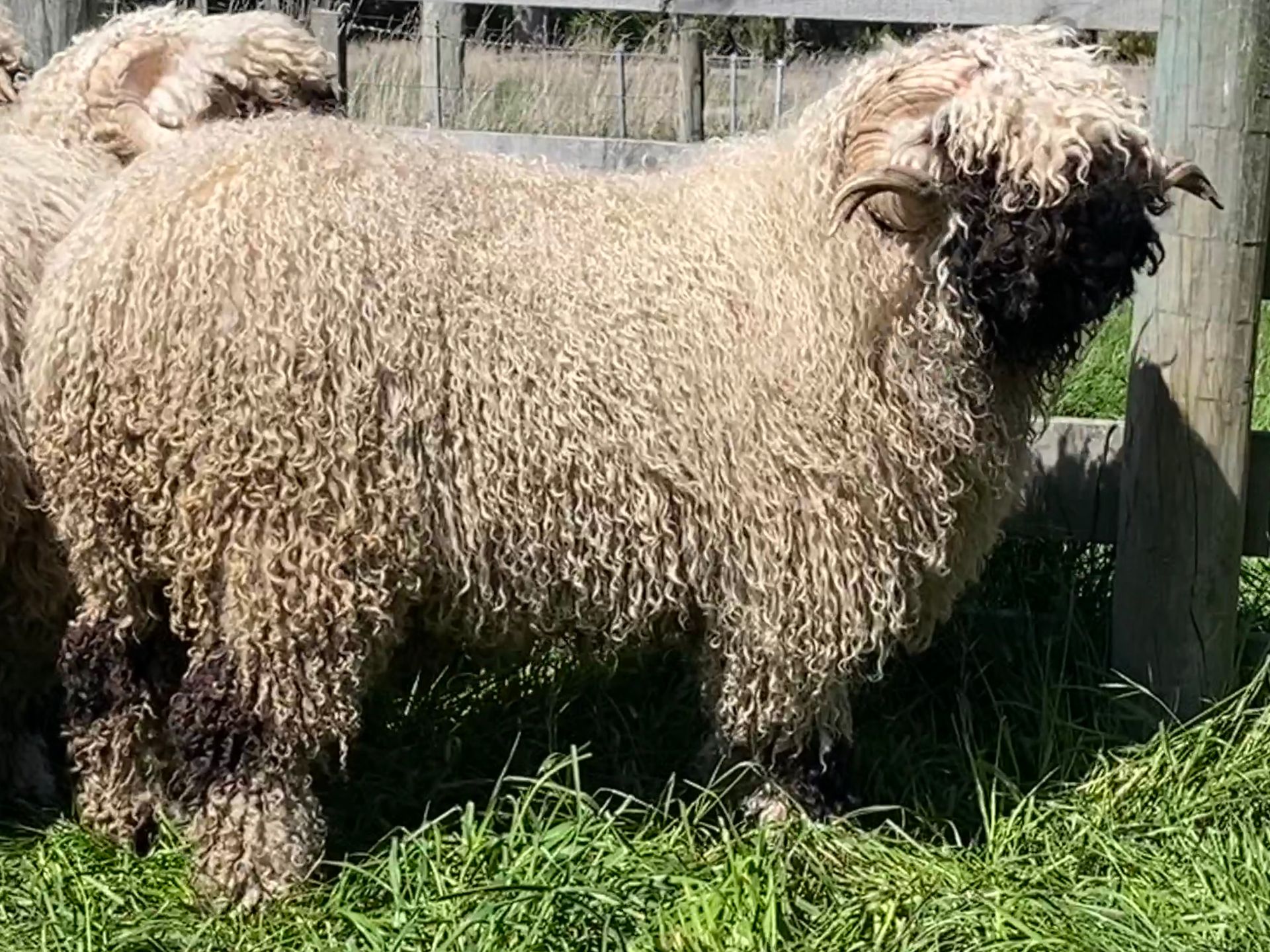 Parkdale Valais Blacknose Rams Parkdale Georges Clarkson's Farm Maximum points Genetics Supreme Champion Valais Blacknose Ram USA National Valais Blacknose Show and Sale