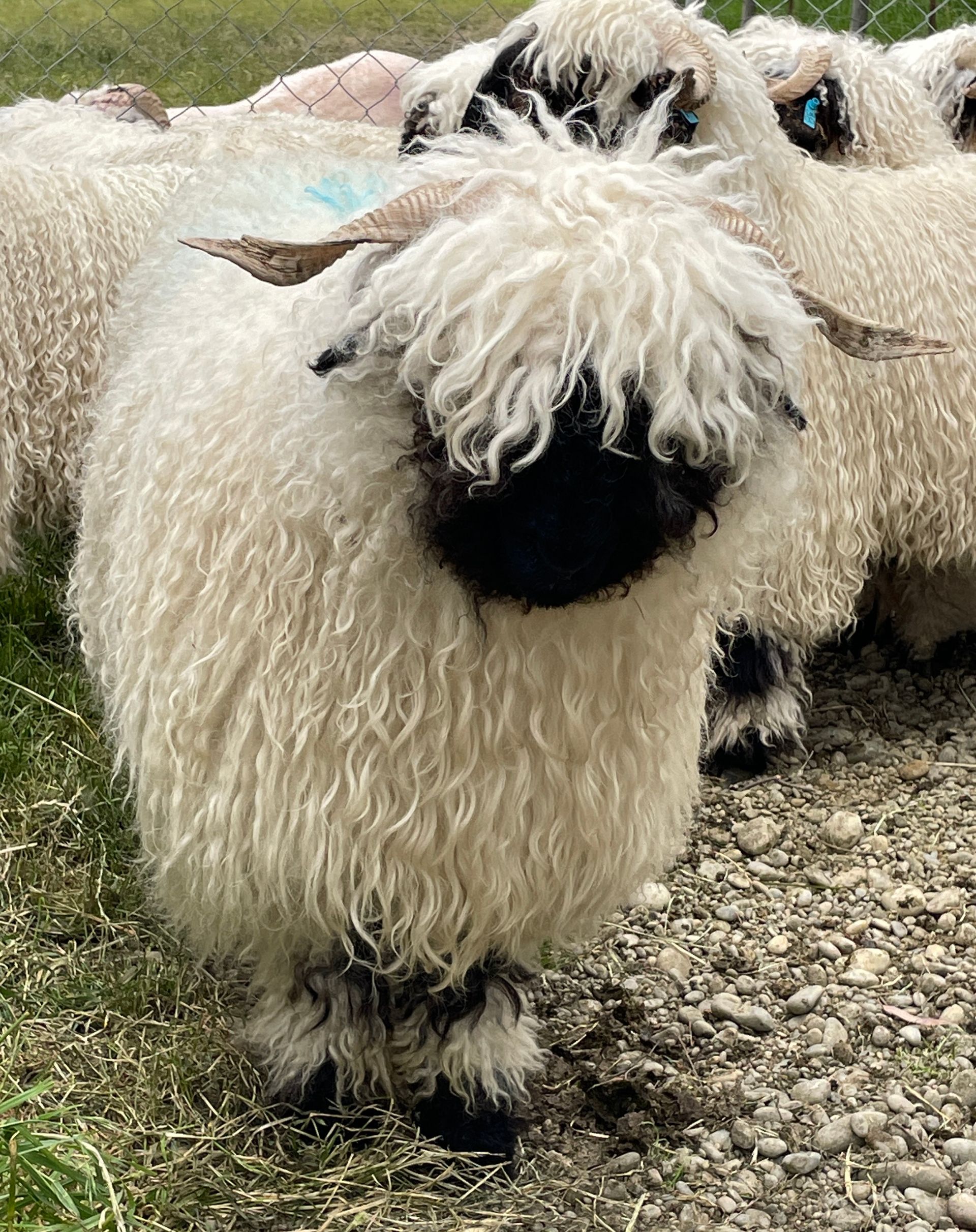 Parkdale Valais Blacknose Our Genetics Ewes Clarkson's Farm Maximum points Genetics Champion Valais Blacknose Ewe USA National Valais Blacknose Show and Sale 
