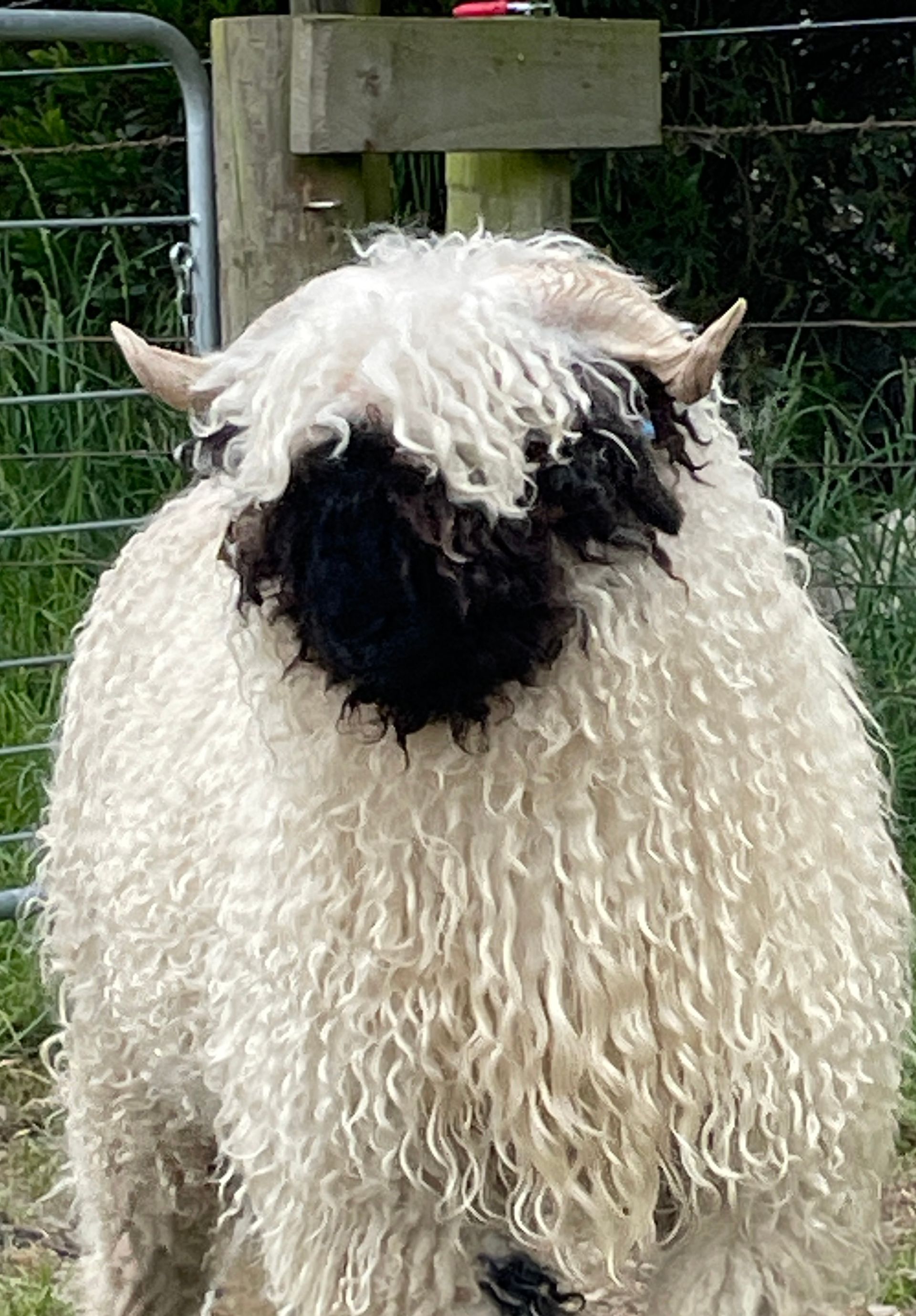 Parkdale Valais Blacknose Our Genetics Ewes Clarkson's Farm Maximum points Genetics Supreme Champion Valais Blacknose Ewe USA National Valais Blacknose Show and Sale 