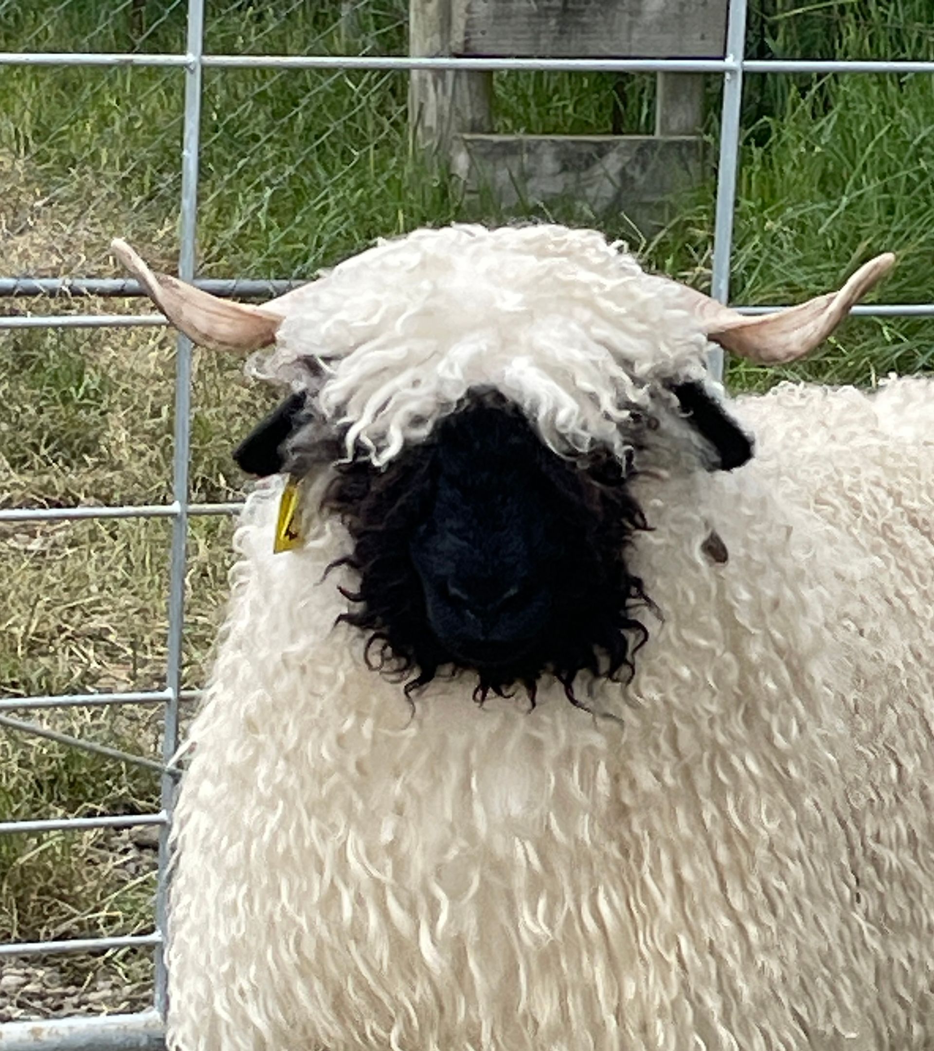 Parkdale Valais Blacknose Our Genetics Ewes Clarkson's Farm Maximum points Genetics Champion Valais Blacknose Ewe USA National Valais Blacknose Show and Sale 