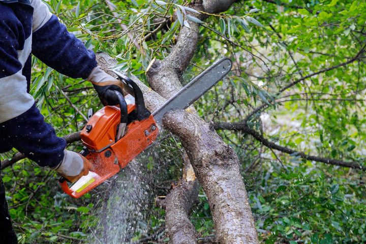 Cutting a tree branch