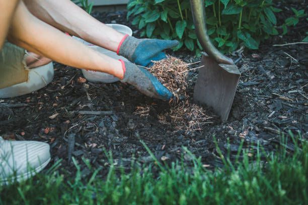 A person is digging a hole in the ground with a shovel.