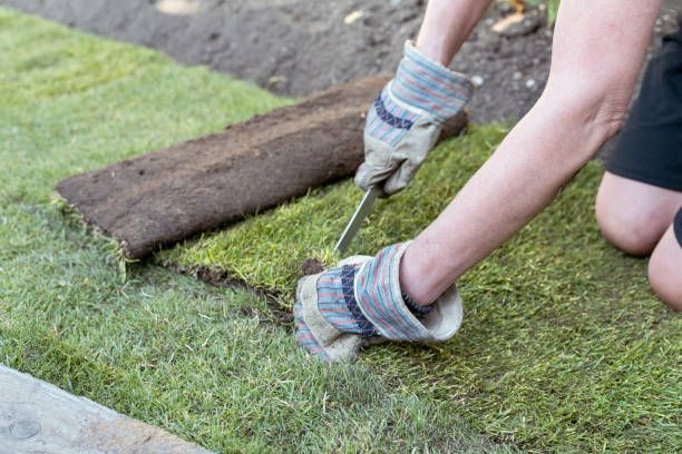 A person is laying a roll of turf on the ground.
