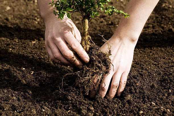 A man planting a tree