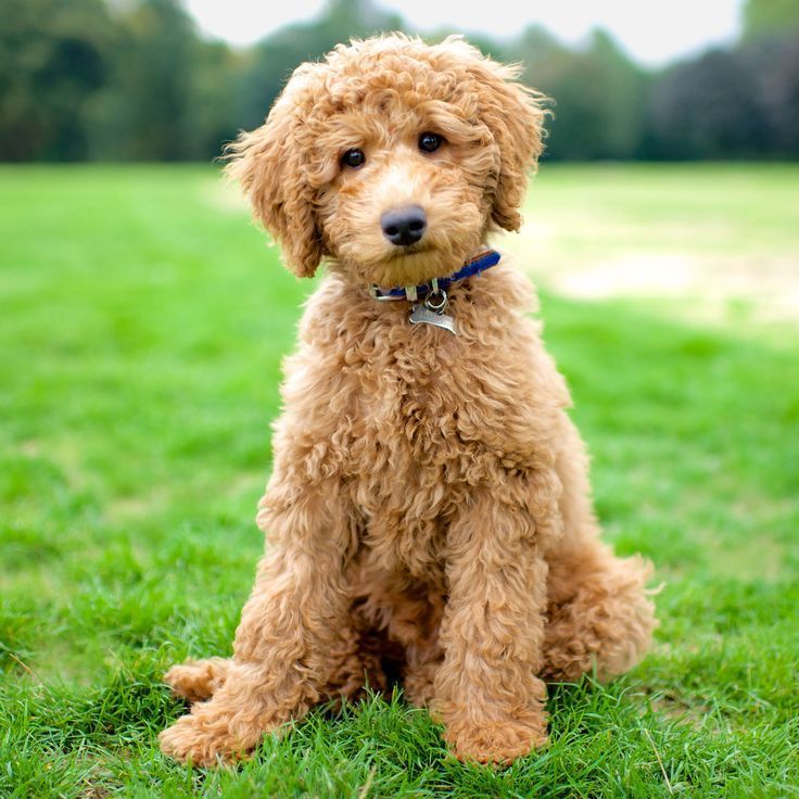 Cachorros Goldendoodle en Venta