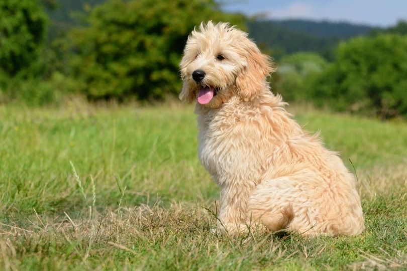 Cachorros Goldendoodle en Venta