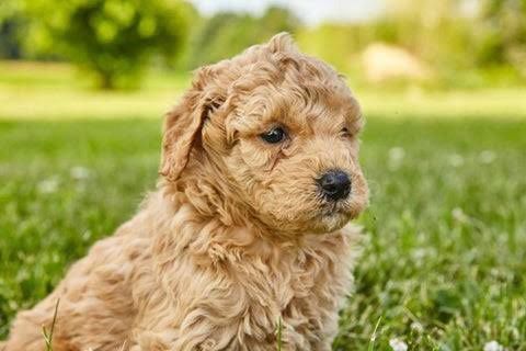 Cachorros Goldendoodle en Venta