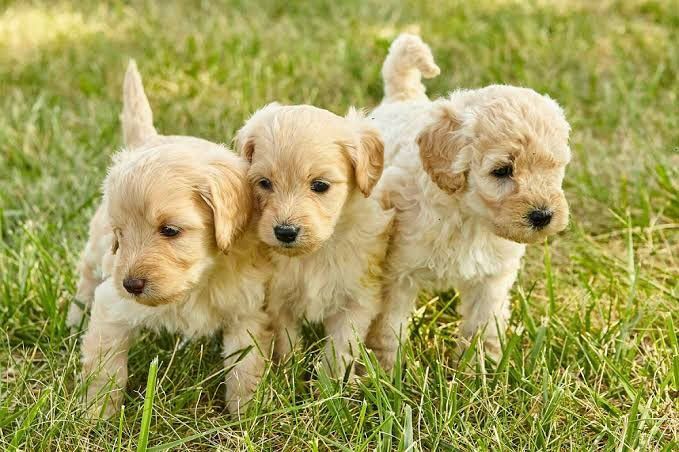 Cachorros Goldendoodle en Venta