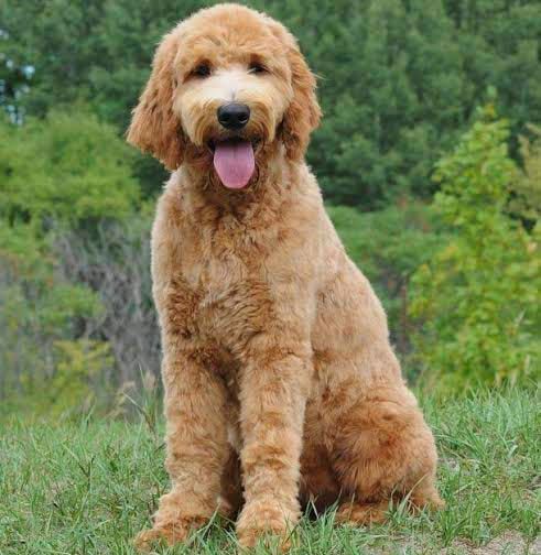 Criadero de Perros Goldendoodle