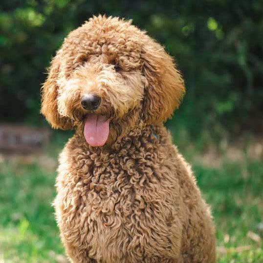 Criaderos de Perros Goldendoodle