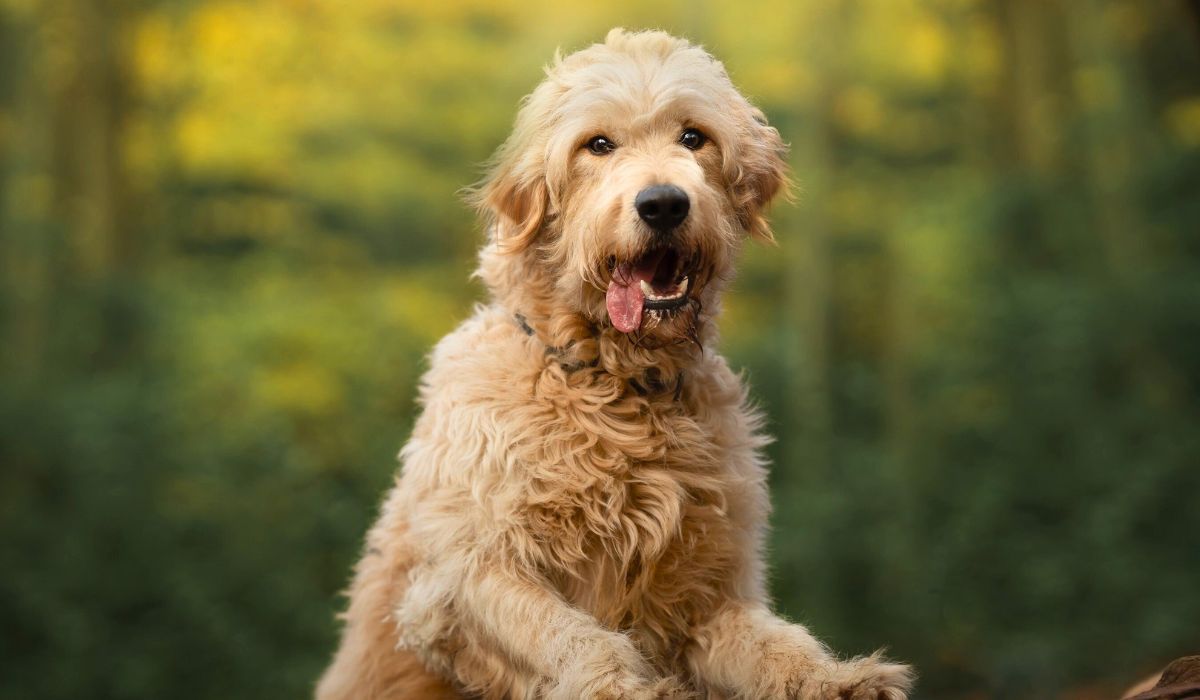 Goldendoodle en venta