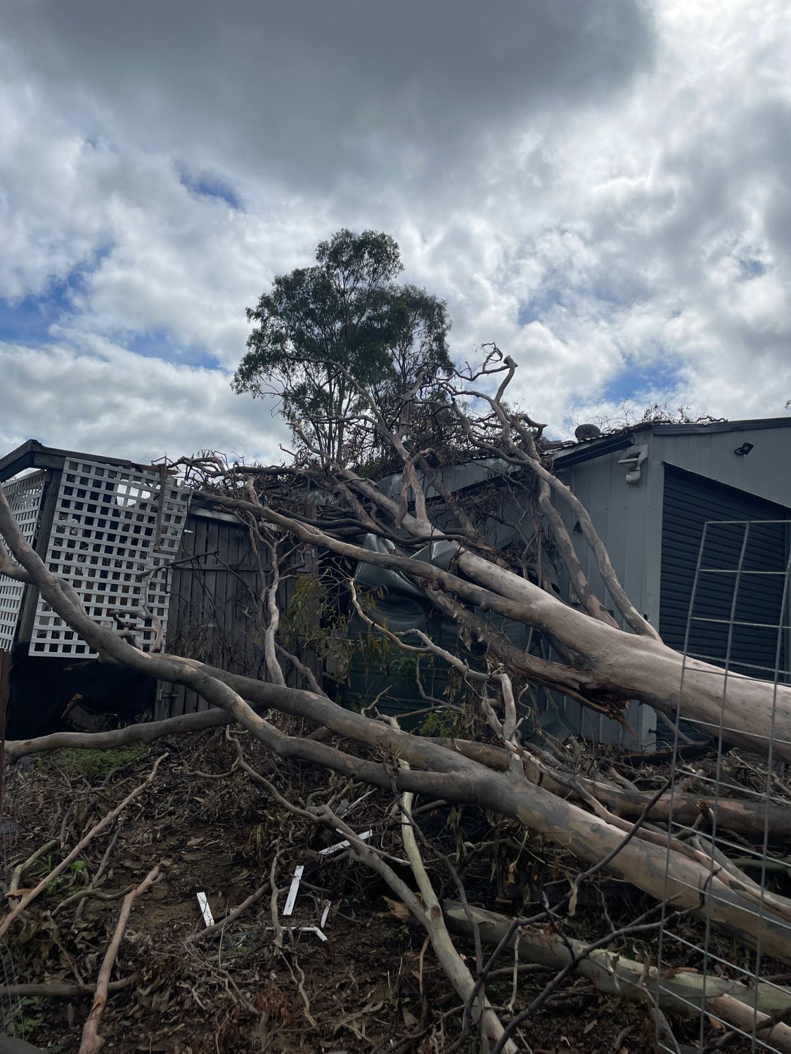 Emergency Tree Removal Sydney | Storm Damage Clean-Up | GDE Tree Services