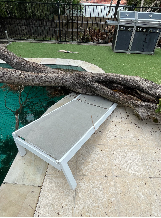 emergency arbourist sydney