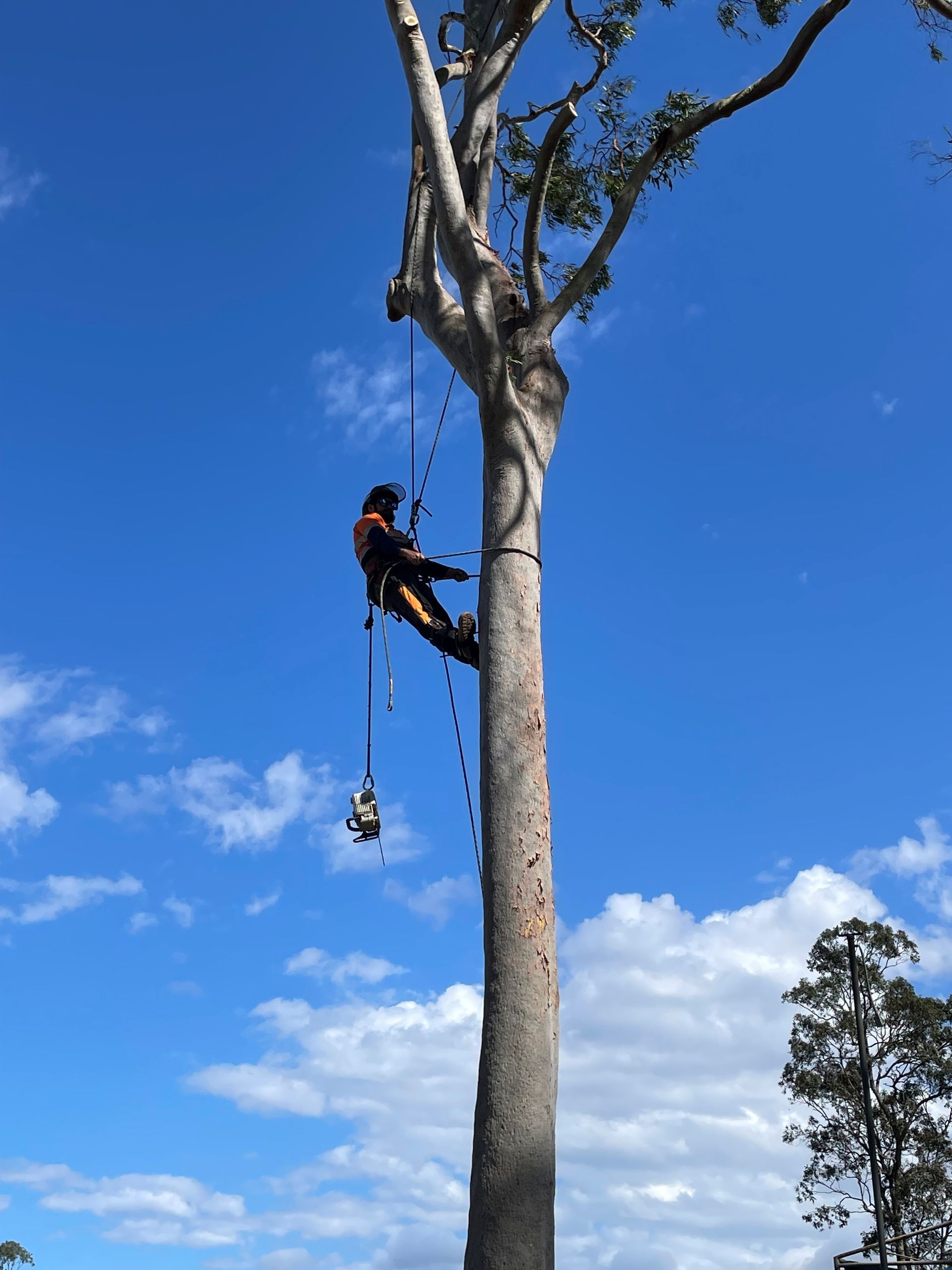arborist eastern suburbs