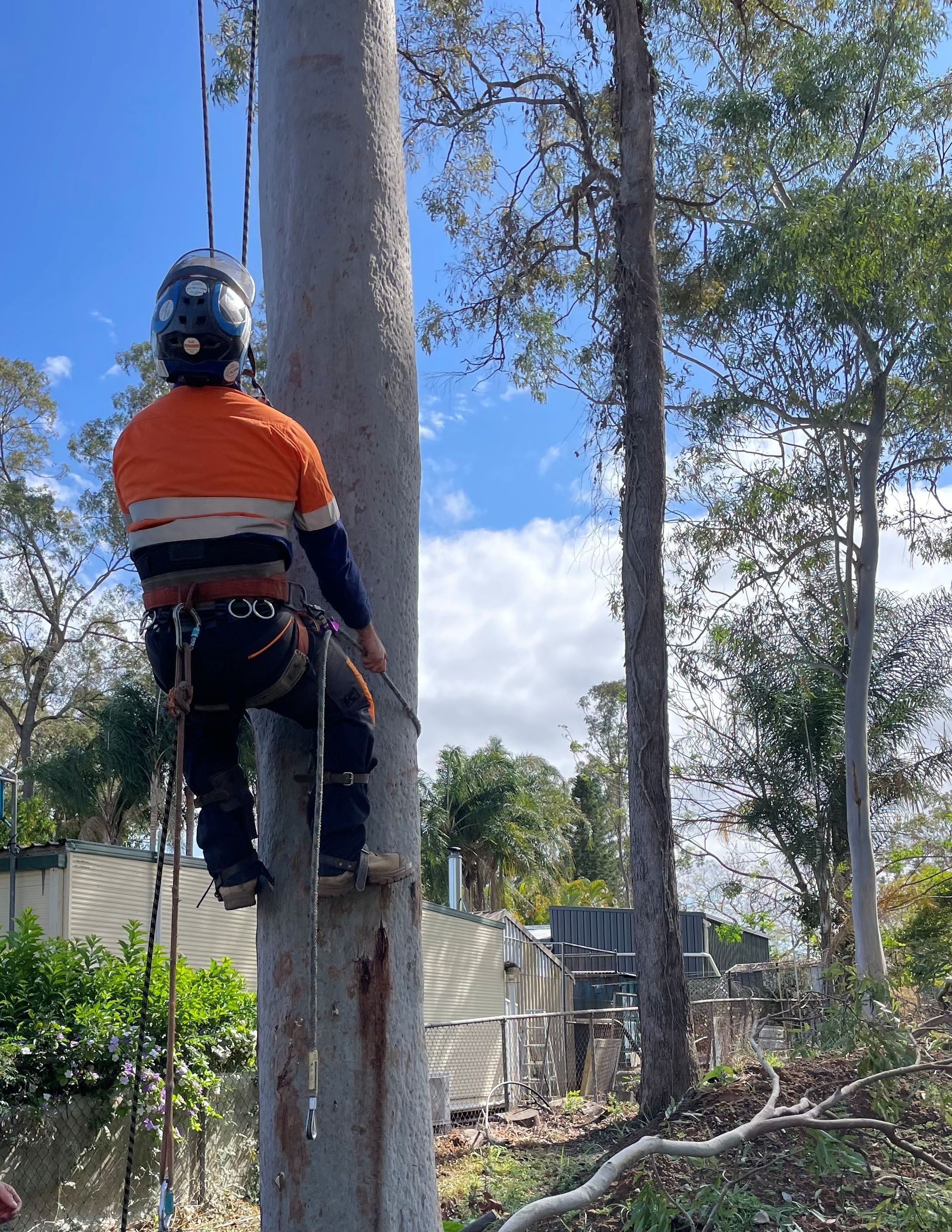 Arborist Sydney