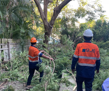 tree lopping 