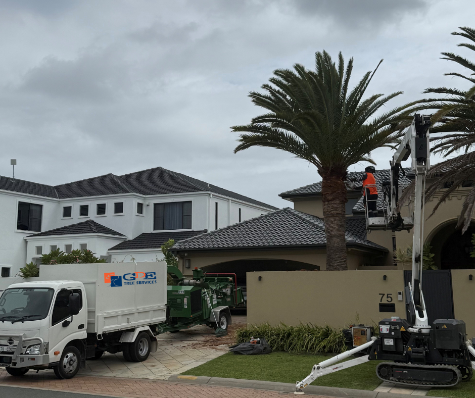 oatlands tree removal
