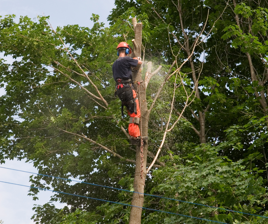 tree services kingswood