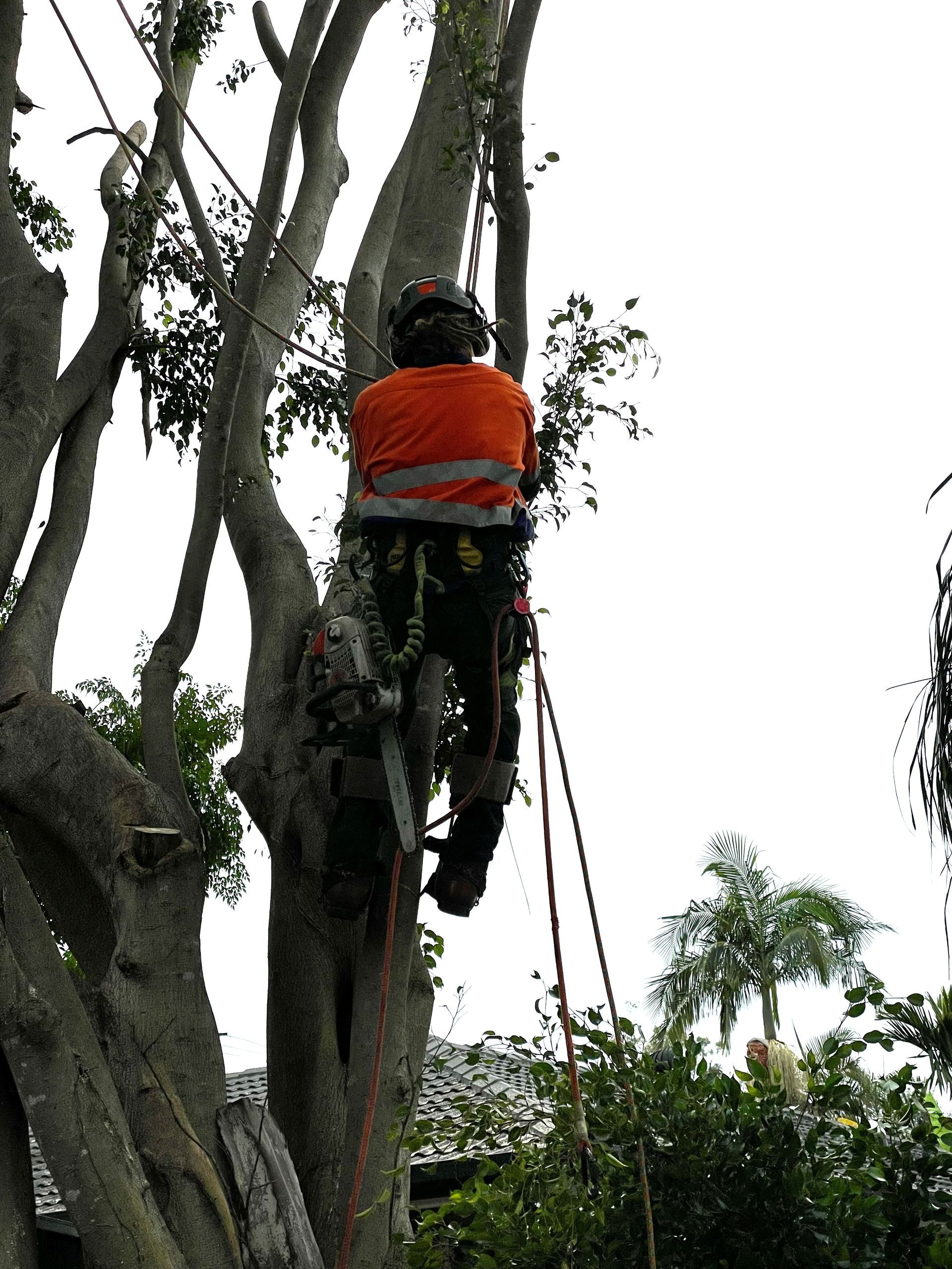 Tree Removal Liverpool by GDE Tree Services Sydney tree removal in liverpool sydney