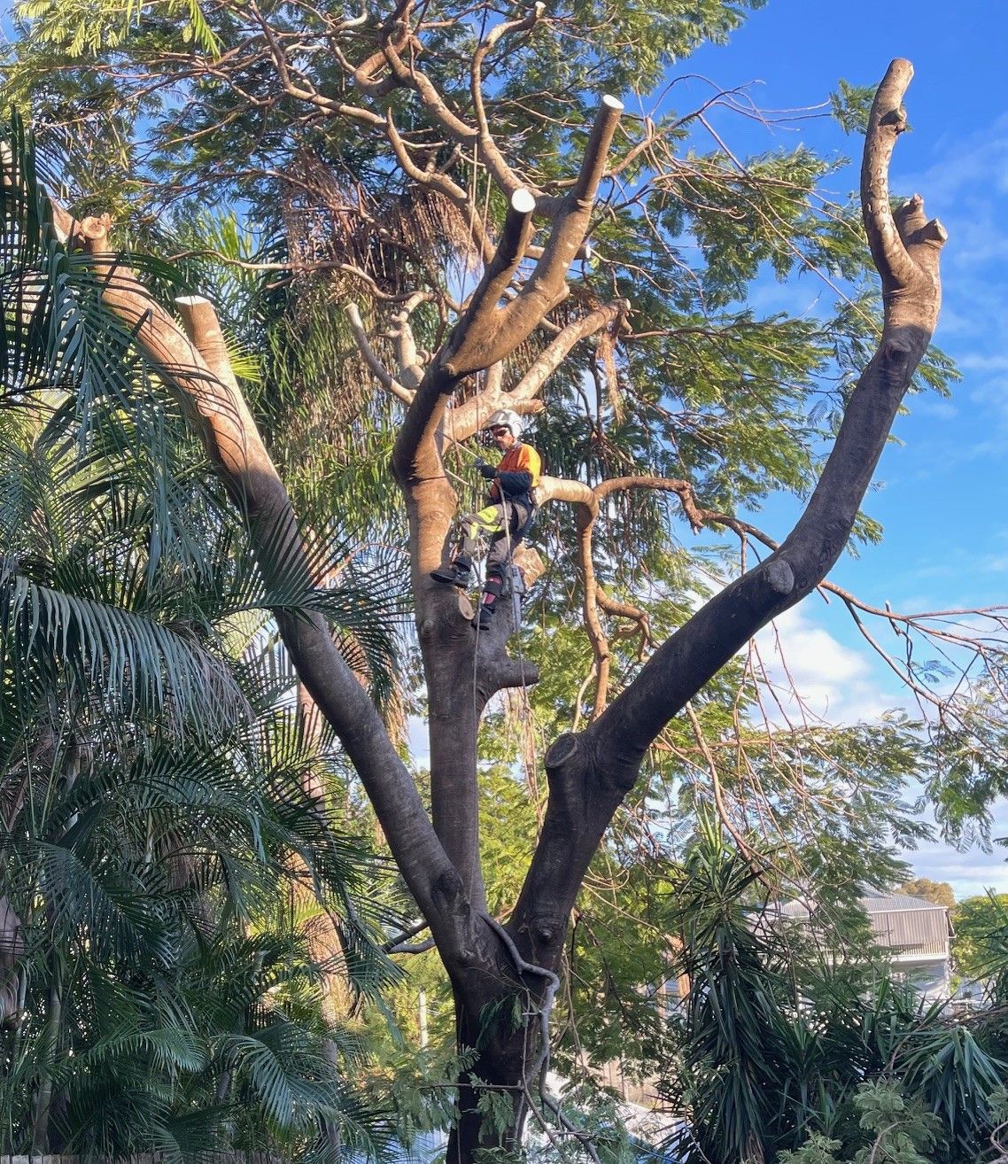 Tree Pruning vs Tree Trimming Sydney | GDE Tree Services