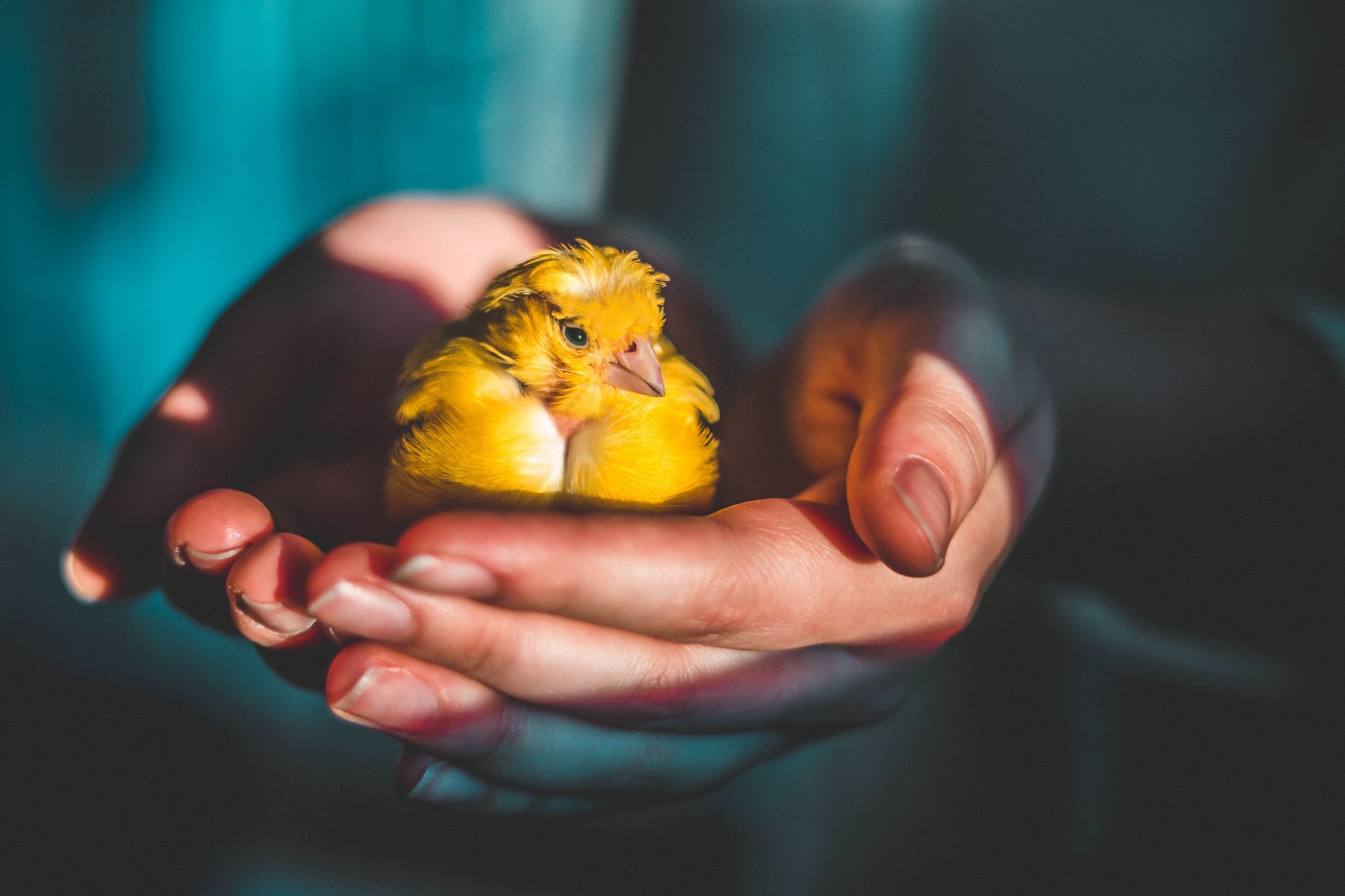 Tiny yellow chick cupped in two hands against a dark blurred background