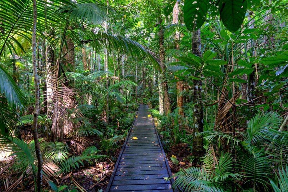 A Wooden Walkway In The Middle Of A Lush Green Forest — Pete's Painting Solutions In Edge Hill, QLD