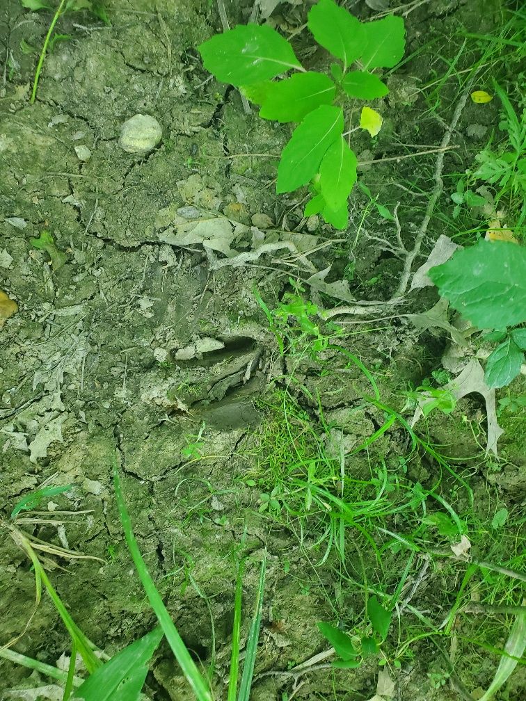 Blue Sky Realty Piggott, AR